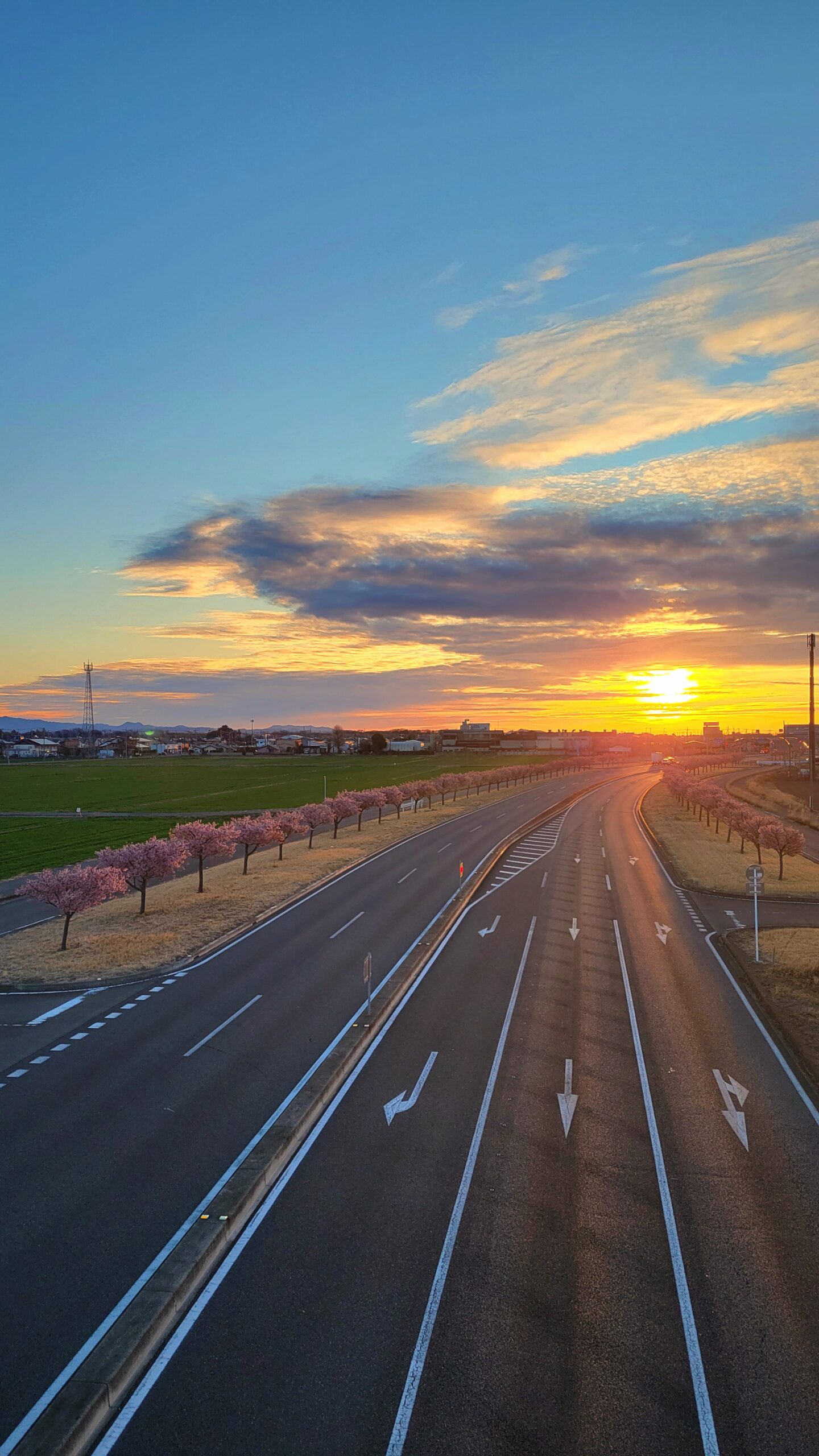 玉村町の河津桜並木で、朝焼けの時間帯に国道沿いの道路を走る車と桜並木の広がりを捉えた早朝の風景。