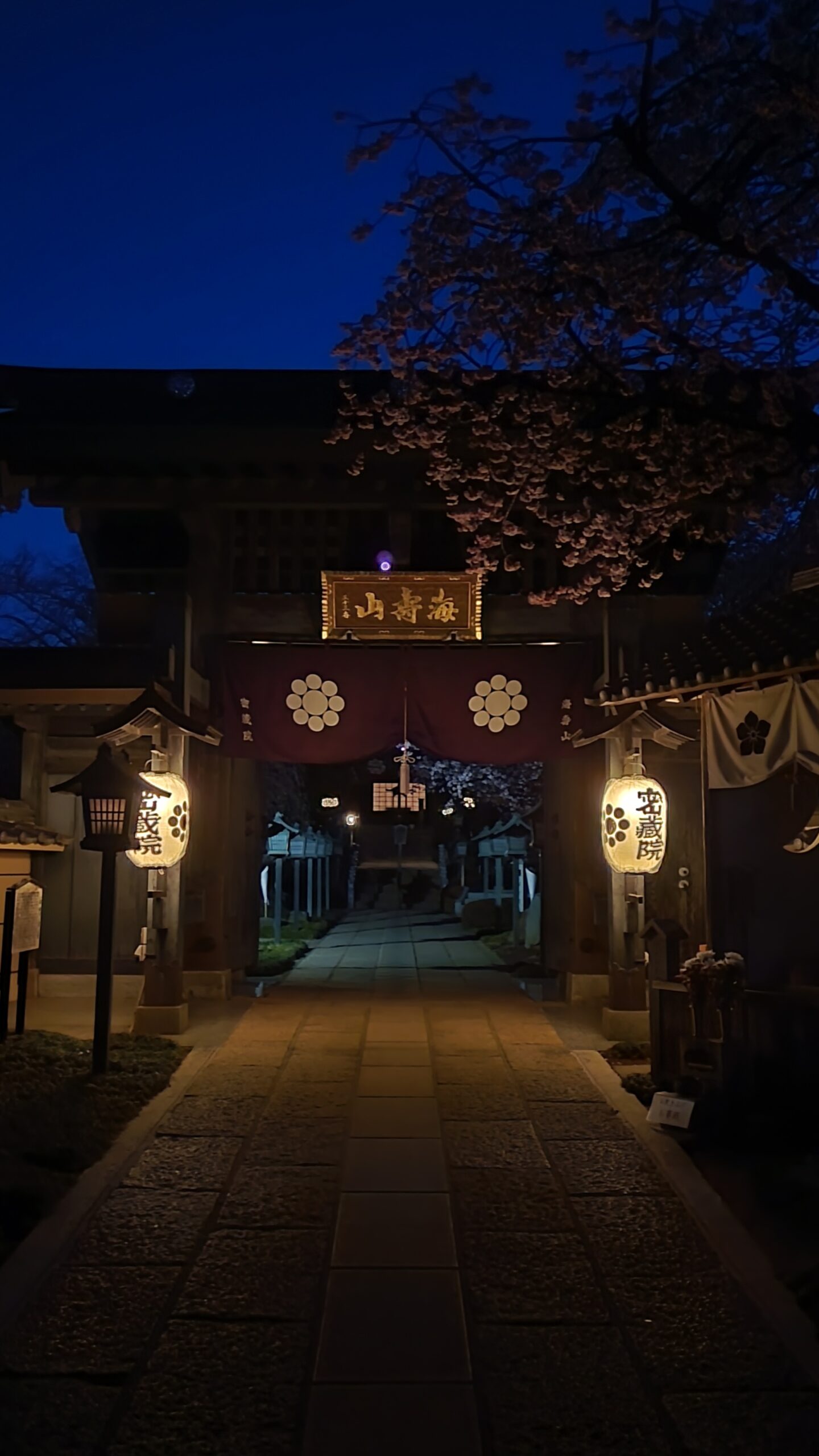 密蔵院で、夜明け前の暗い時間帯に山門と提灯、安行桜を組み合わせて撮影した静かな早朝の寺院風景。