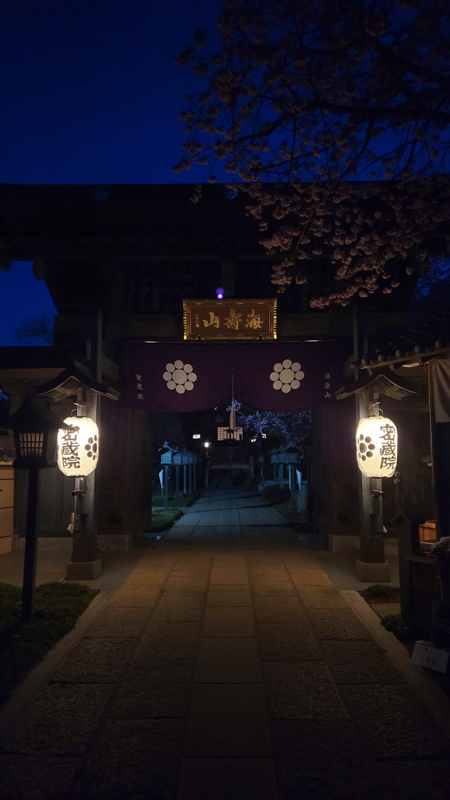 密蔵院で、門に近づいた位置から安行桜と門、提灯の灯りをシンメトリー構図で撮影した桜のある寺院風景。
