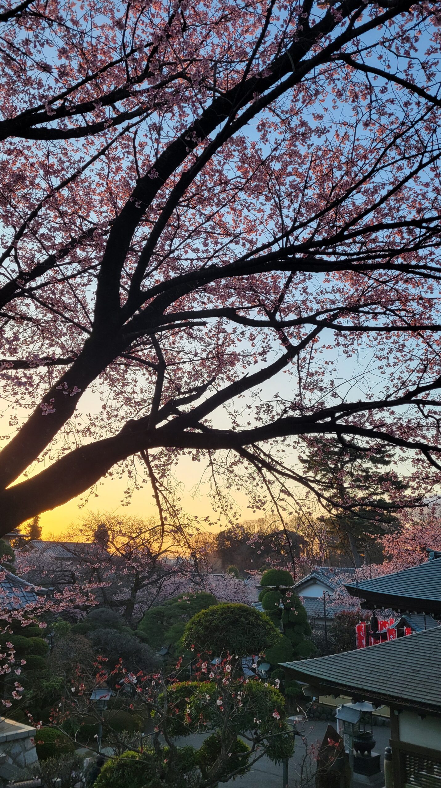 密蔵院で、少し高い位置から朝日と安行桜とともに寺院全体を見下ろす形で撮影した春の風景。