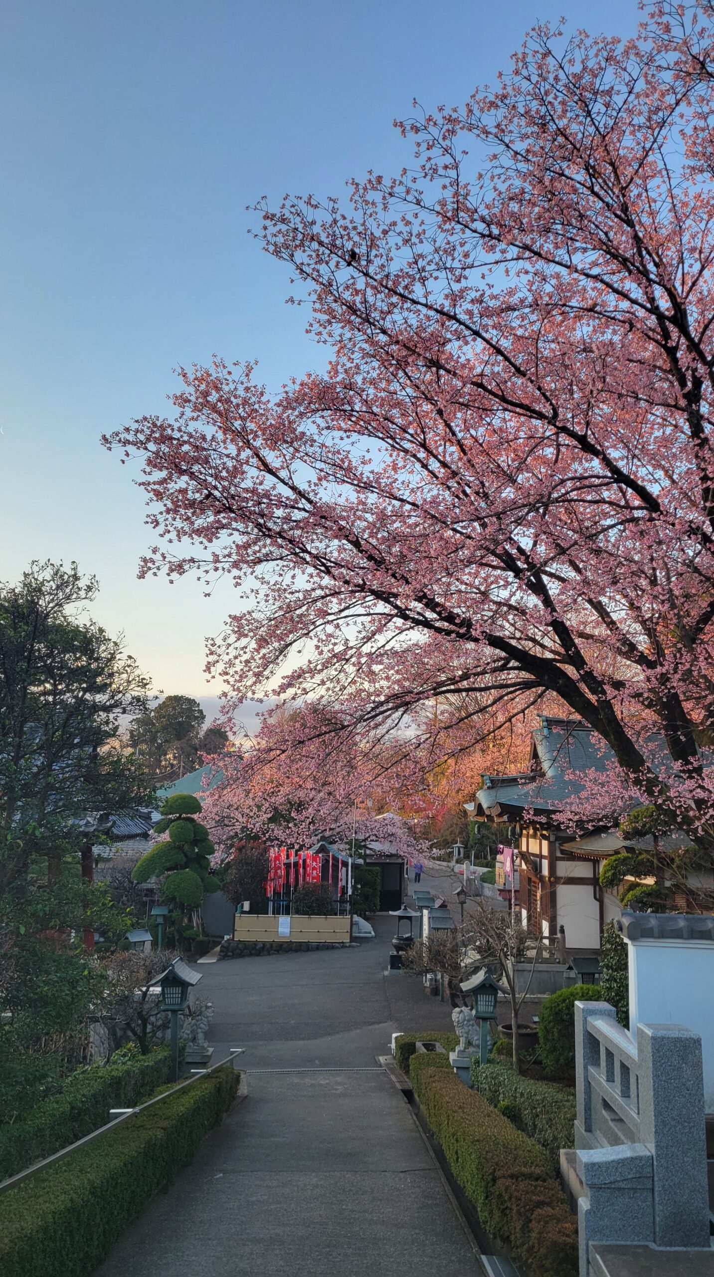 A cherry blossom view of a temple taken at Mikurain, with the composition of the slope and the presence of the large, sideways spreading Angyo cherry blossoms in mind.