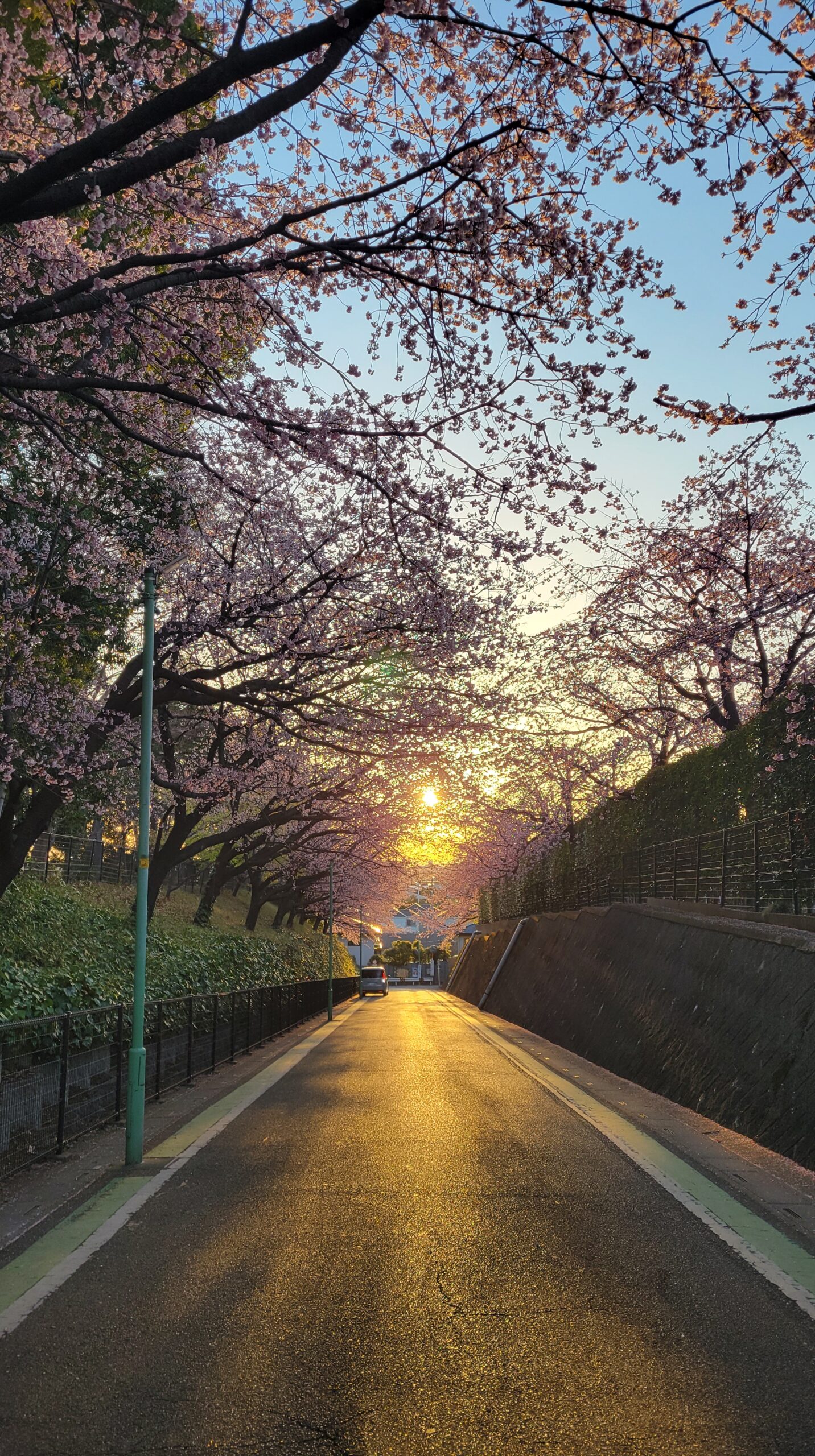 密蔵院で、裏参道の桜並木から朝日が差し込む瞬間を捉えた春の桜の風景。