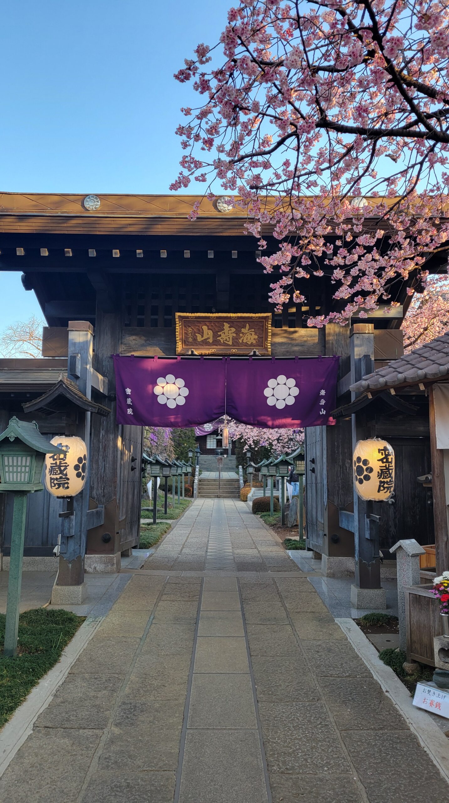 密蔵院で、明るくなった朝に表門付近の門や提灯、安行桜の様子を撮影した落ち着いた寺院の景色。