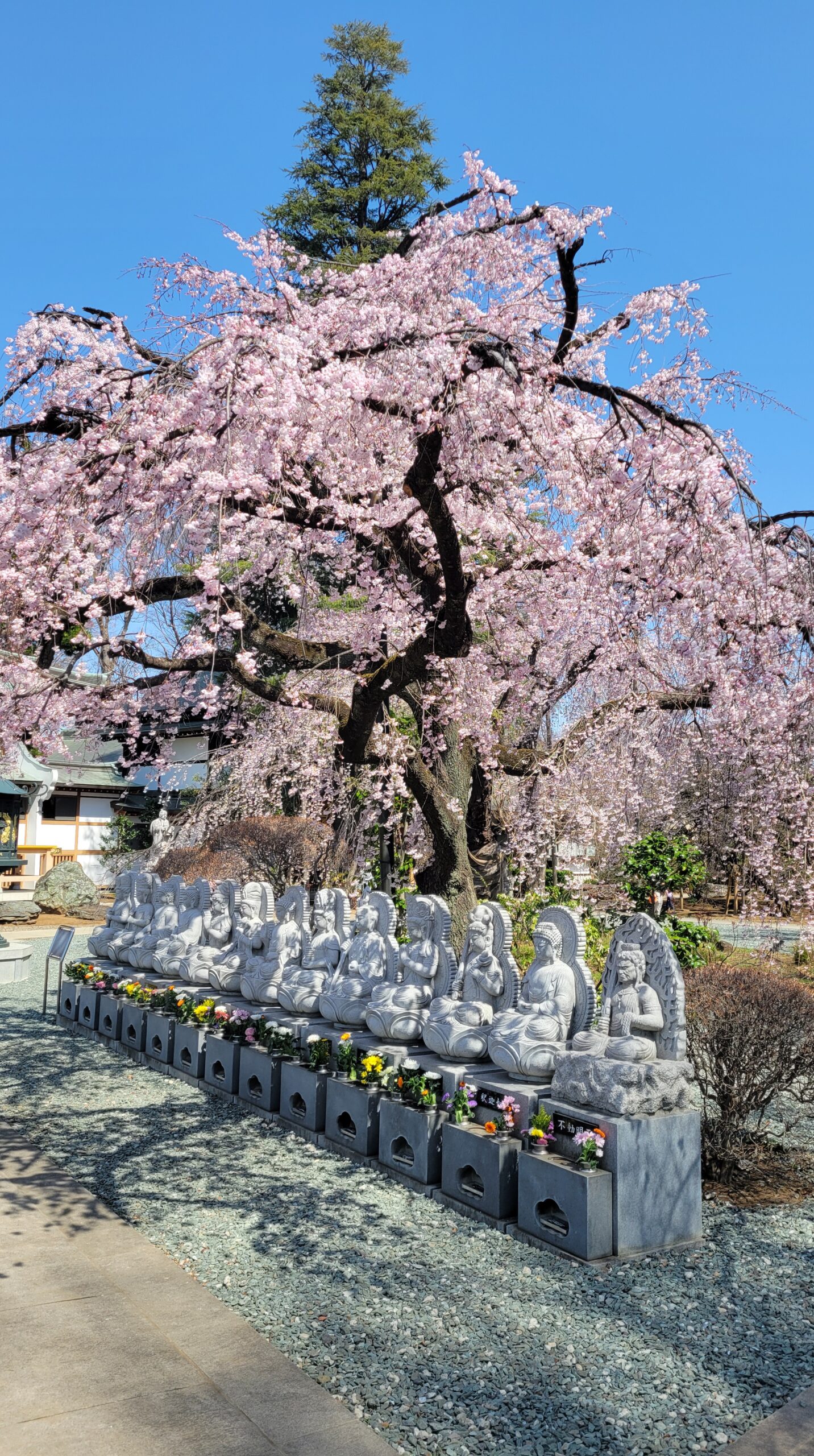 At Hodanji Temple Landscape showing the expanse of the entire space and the beauty of weeping cherry trees