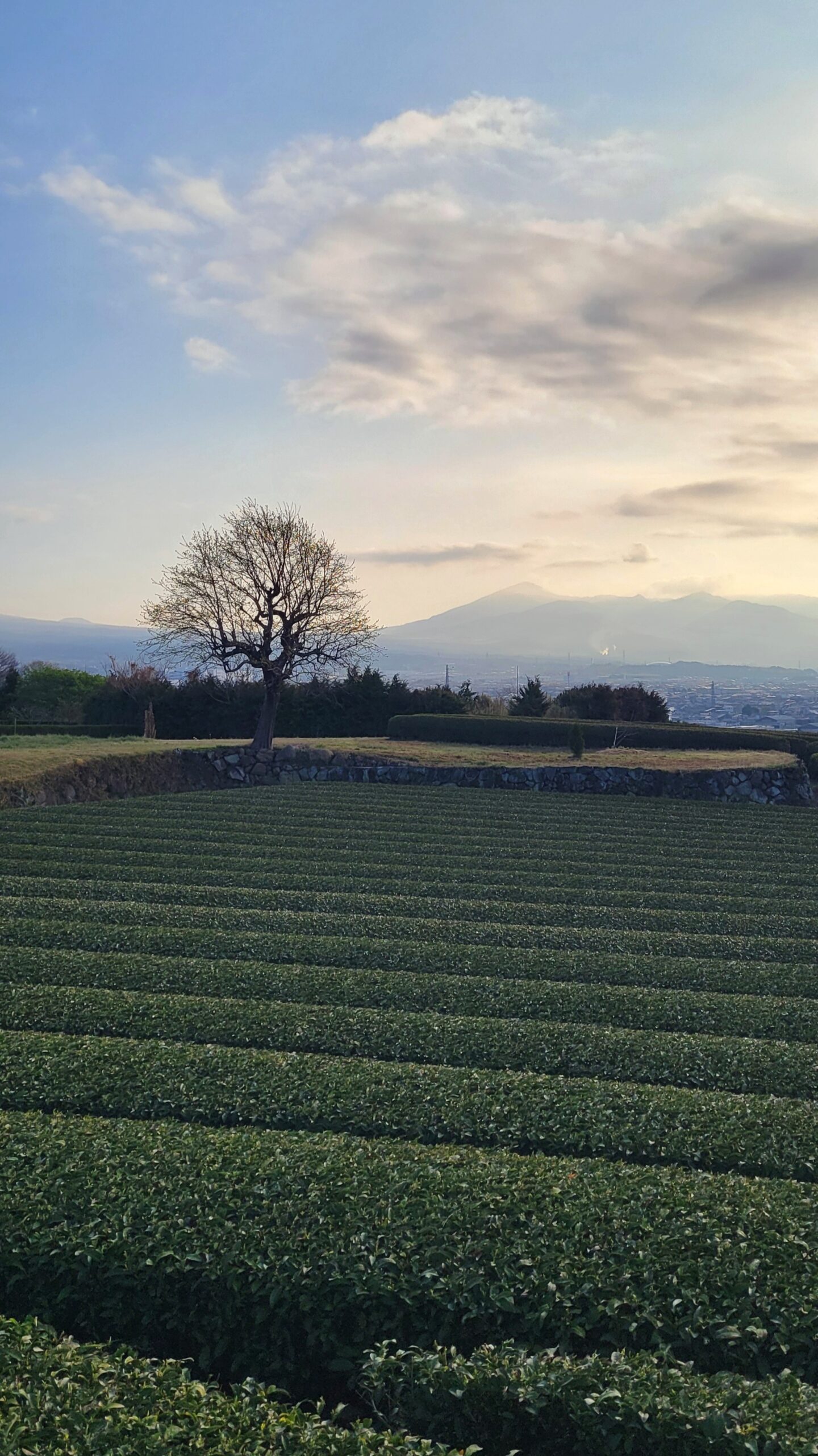 Early morning sunlight illuminates the tea fields near Ryuganbuchi, a beautiful gradation of green in the Shizuoka landscape
