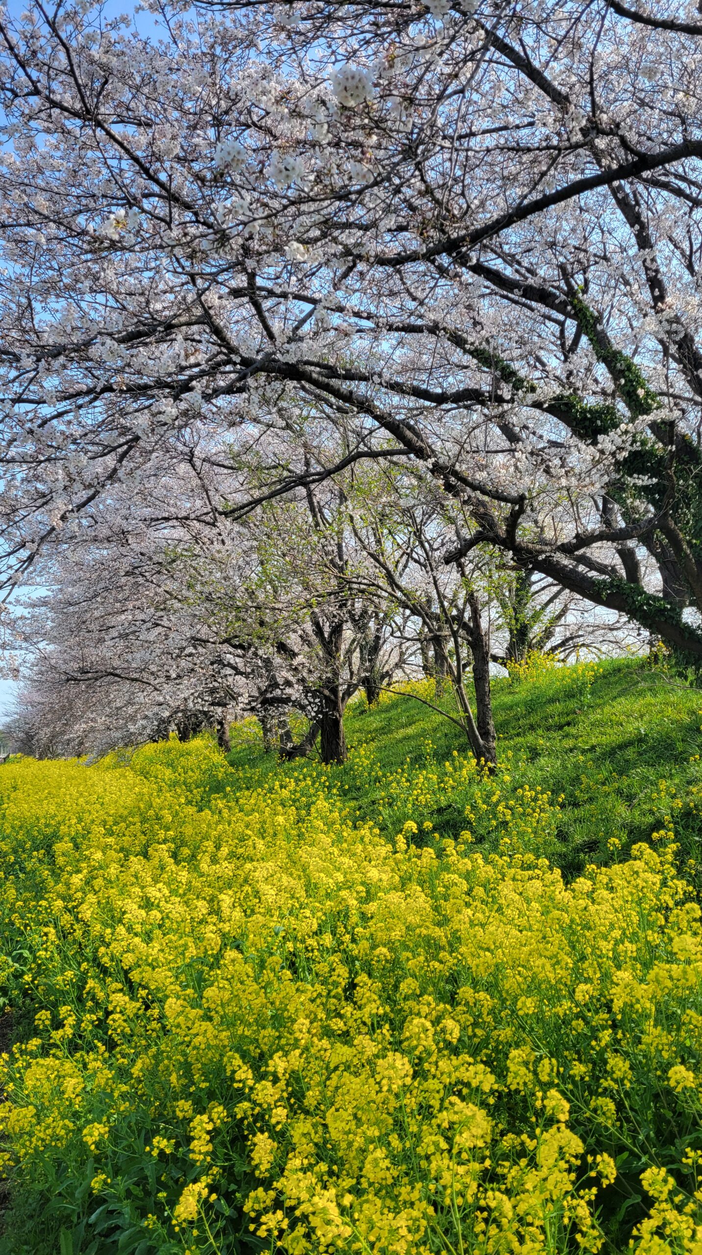 さくら堤公園で満開の桜と菜の花がどこまでも続く春の絶景