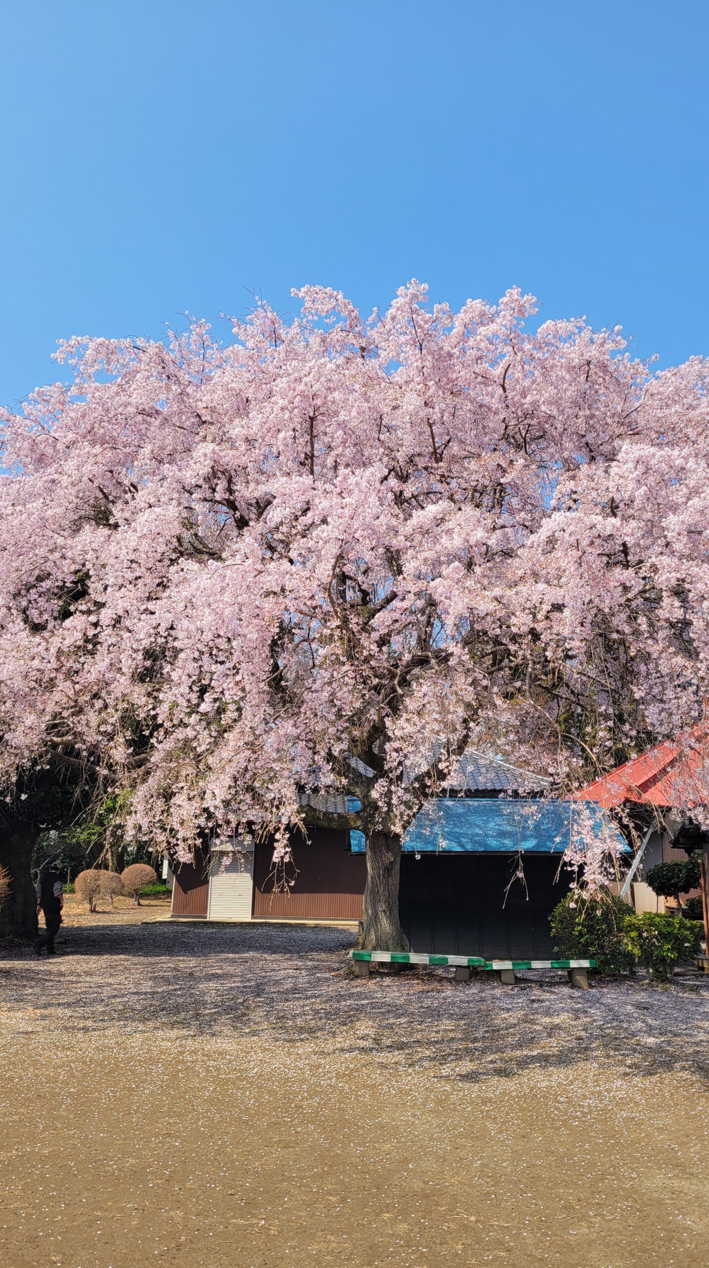放光寺(石戸宿しだれ桜)で枝垂れ桜に近づき花の繊細さとボリューム感を表現した構図
