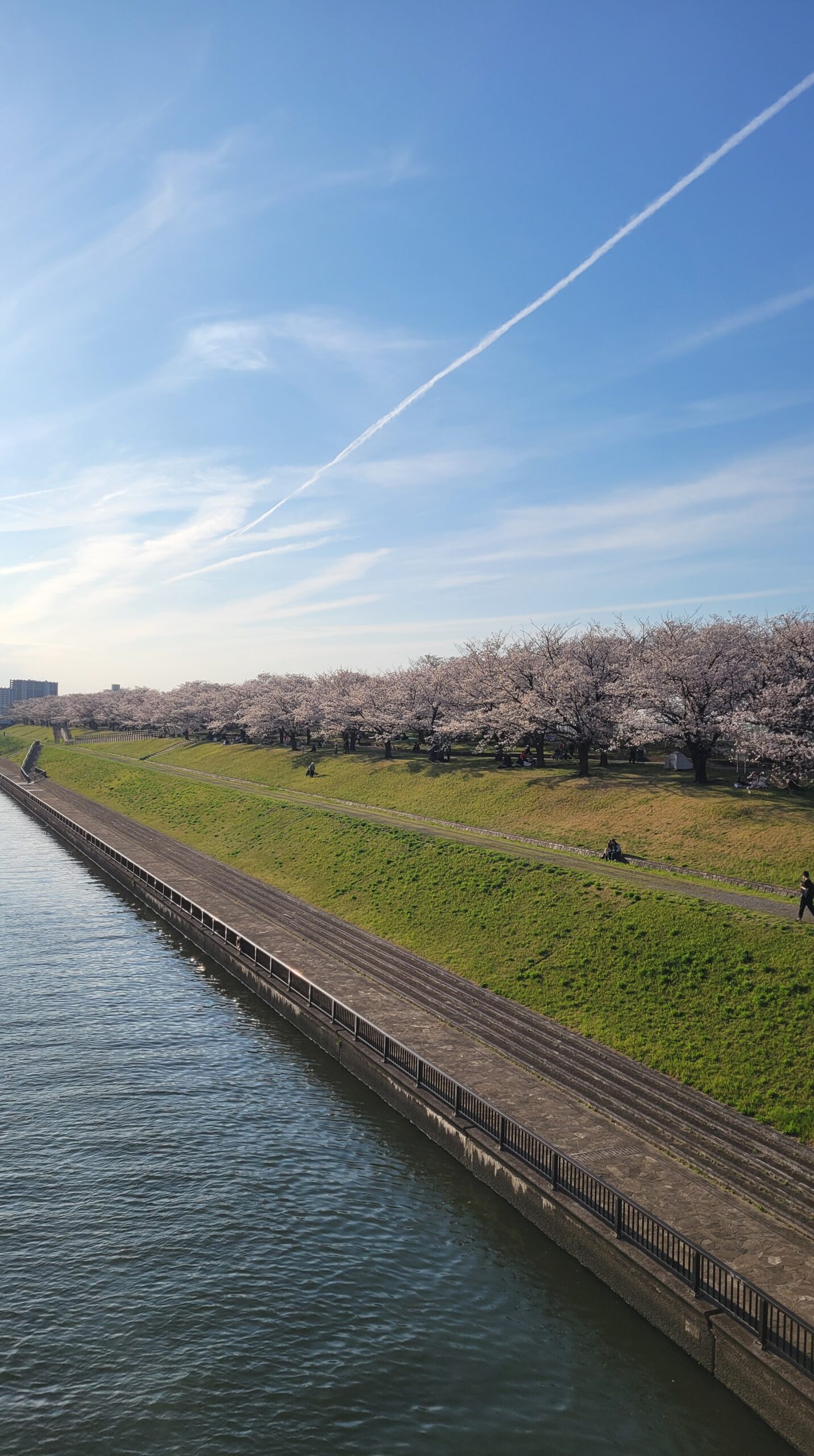 荒川土手(赤羽)で続く桜並木と新河岸川を捉えた、川と桜が織りなす春の風景