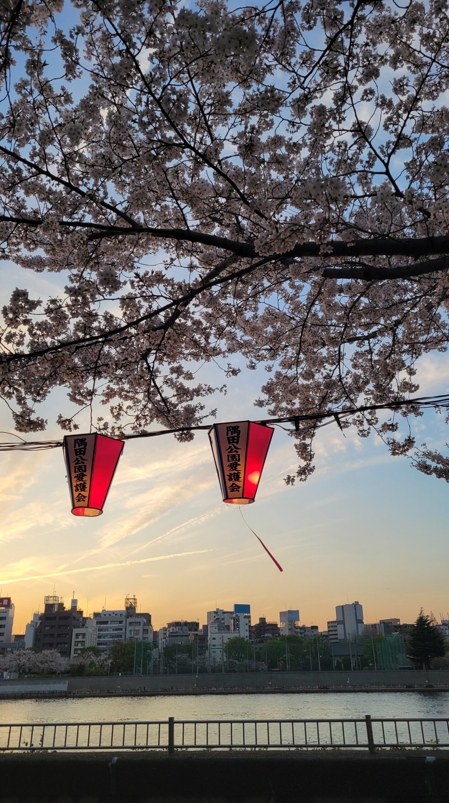 隅田川さくらまつりで対岸の街並みと夕焼け、満開の桜を組み合わせた都会と自然が調和する春景色