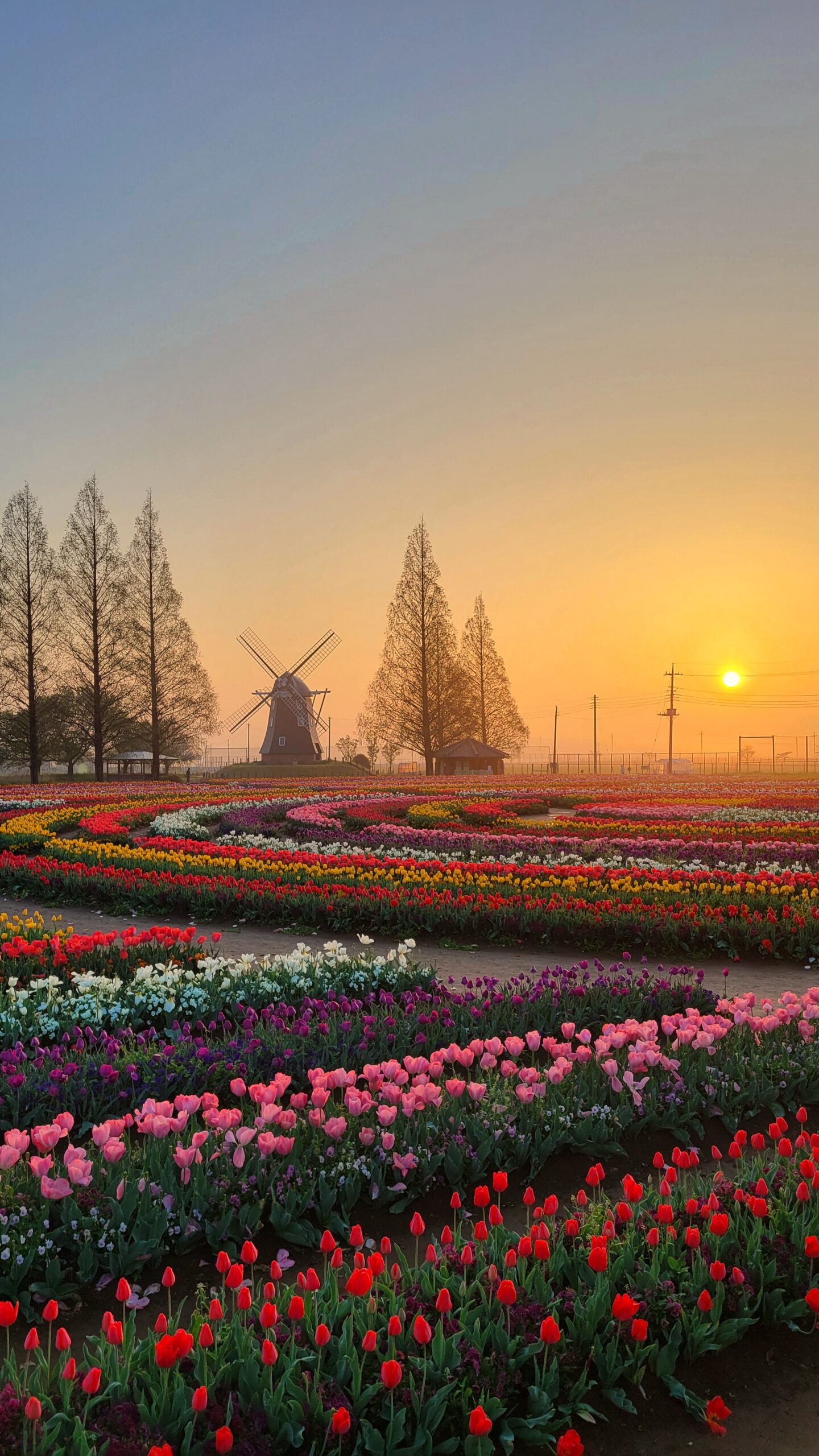 あけぼの山農業公園で、日の出後に太陽が少し昇りチューリップ畑がやわらかく明るくなり始めたタイミングを狙って撮影した様子