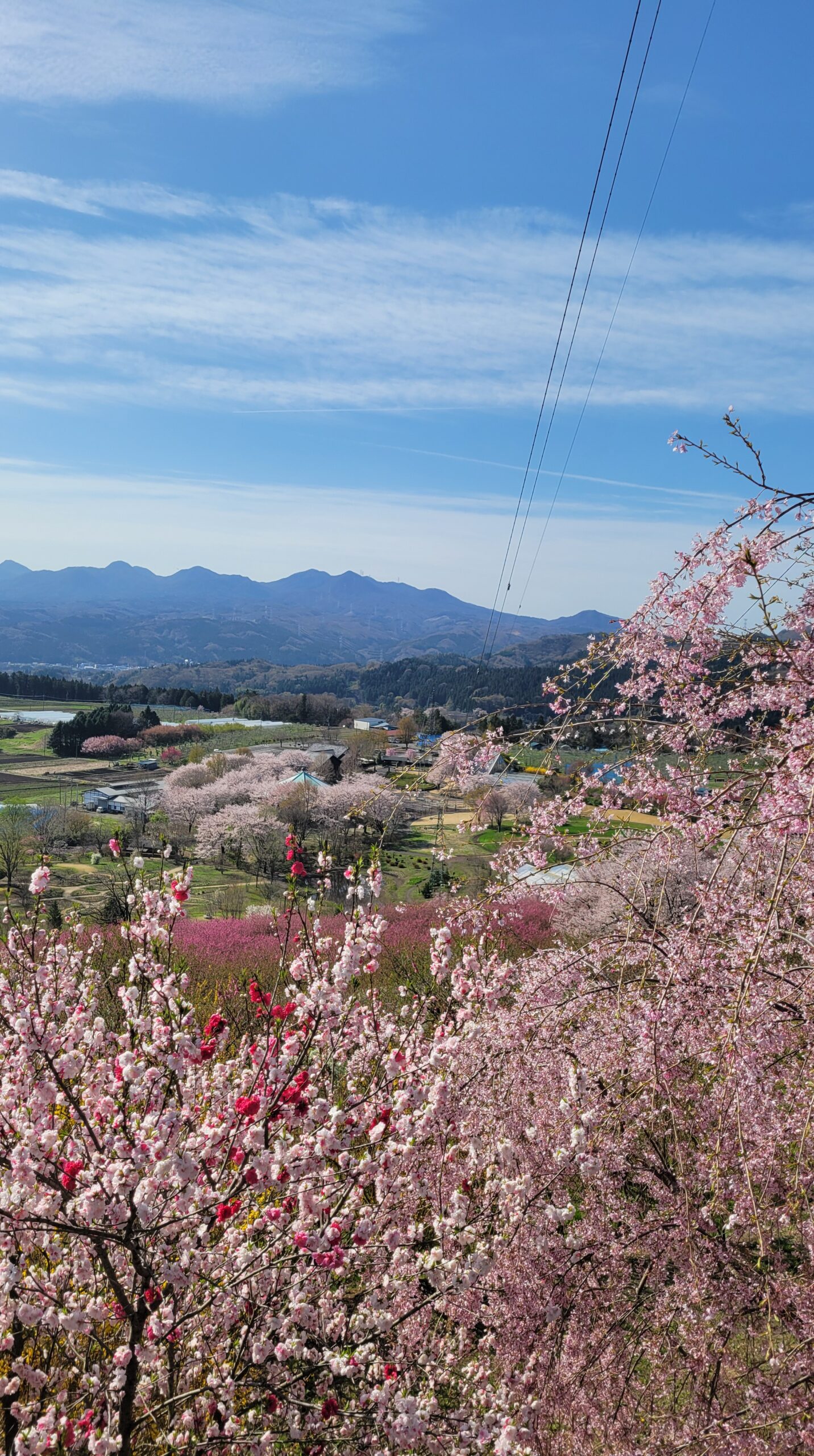 花桃の丘で、桃と桜の間から見える中之条ガーデンズの桜を中心寄りに配置した構図