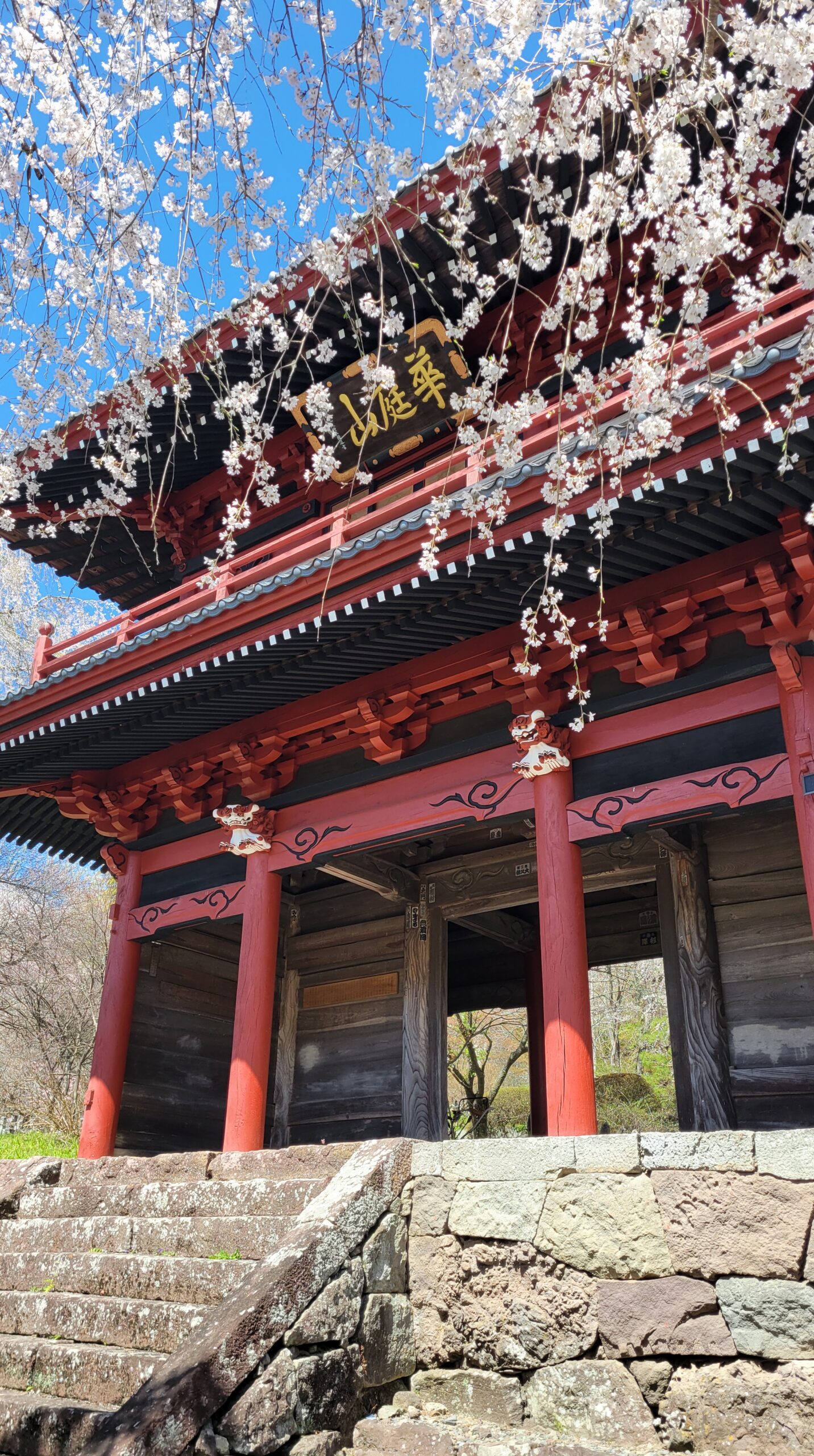 大運寺で、枝垂れ桜の下からダイナミックに門を見上げた構図