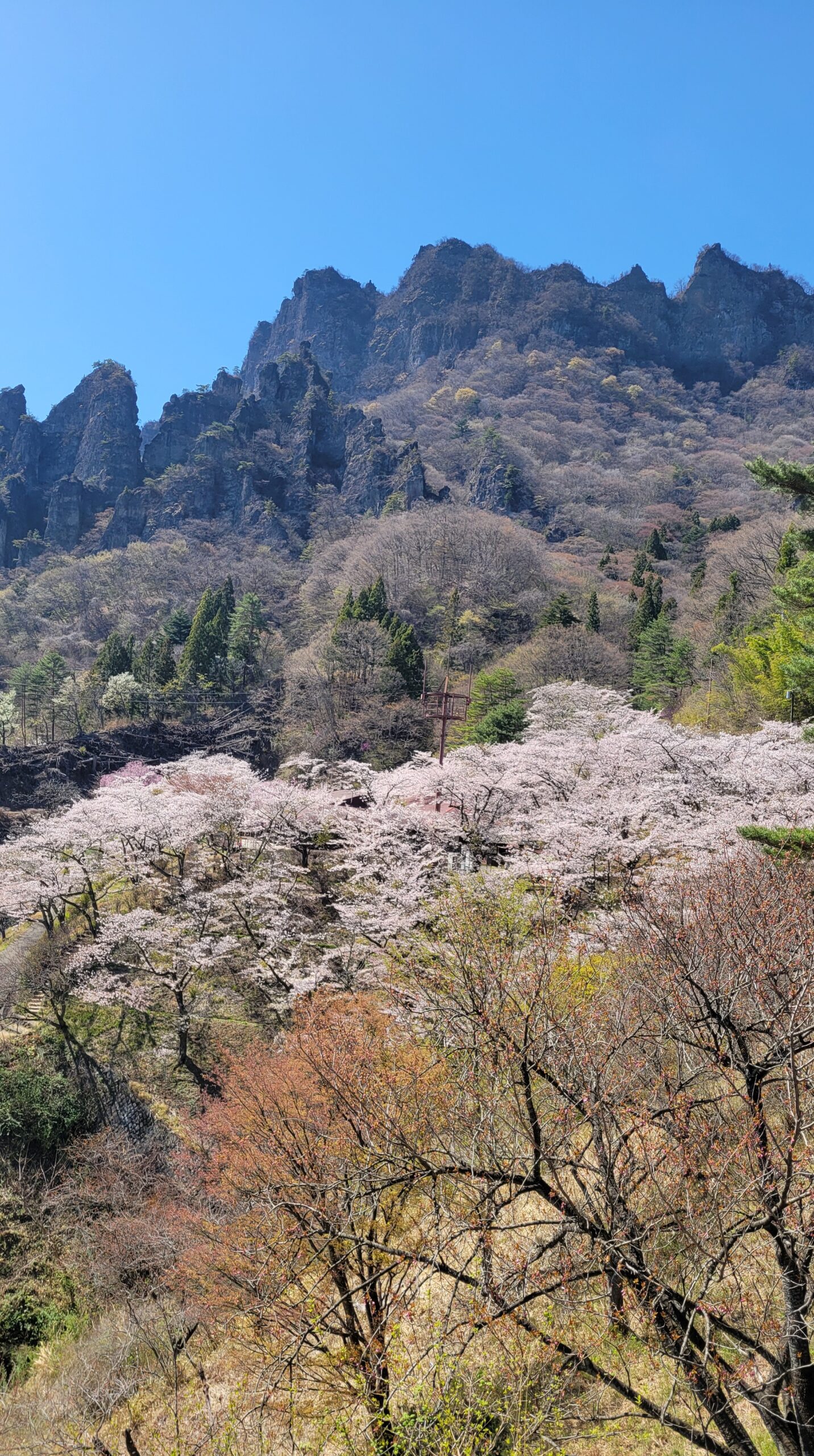 妙義山さくらの里で、高台から満開の桜と妙義山をバランスよく収めた風景