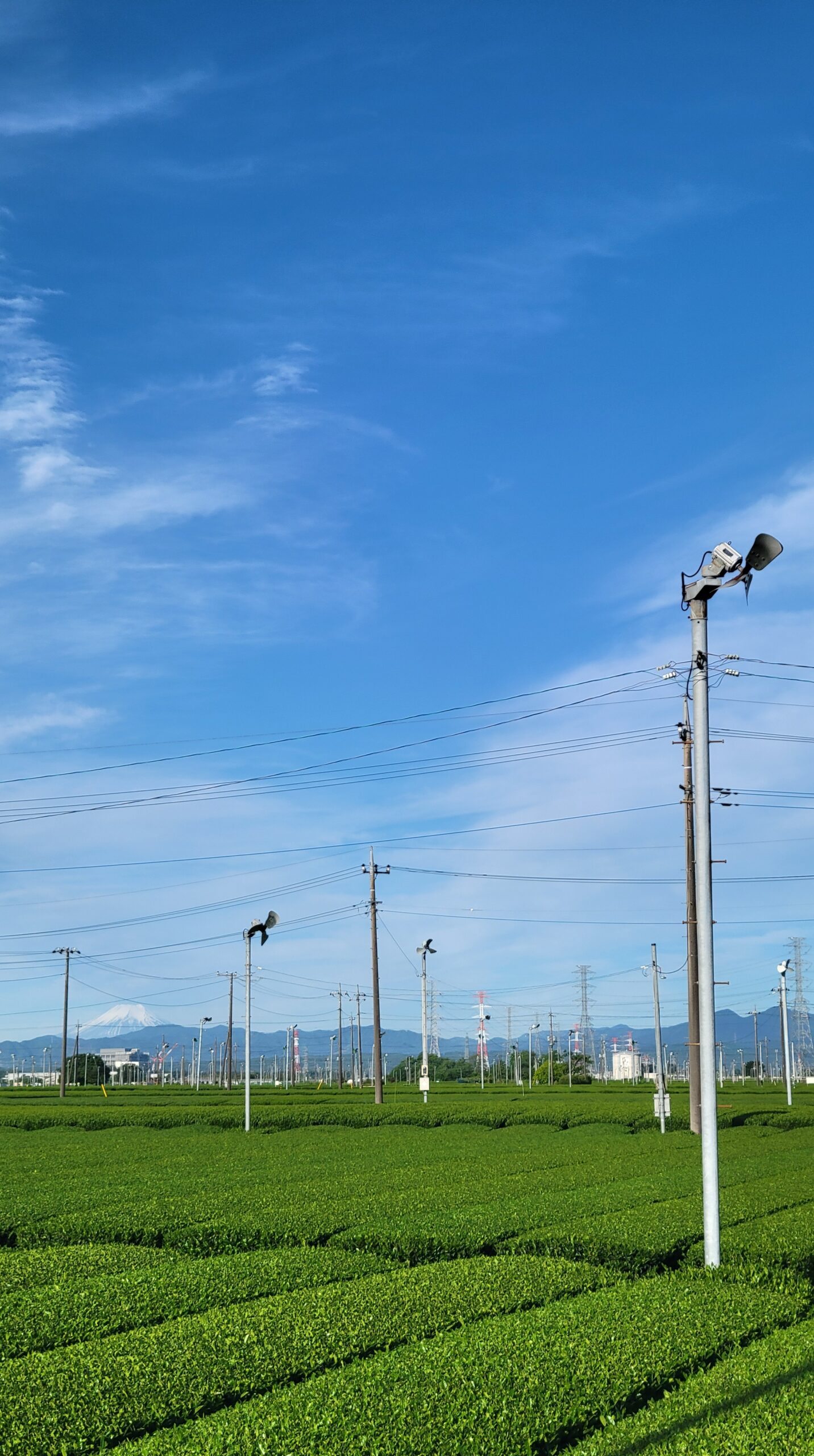 Early morning view of the Sayama tea fields and Chasho Street with blue sky and Mt. Fuji in the distance