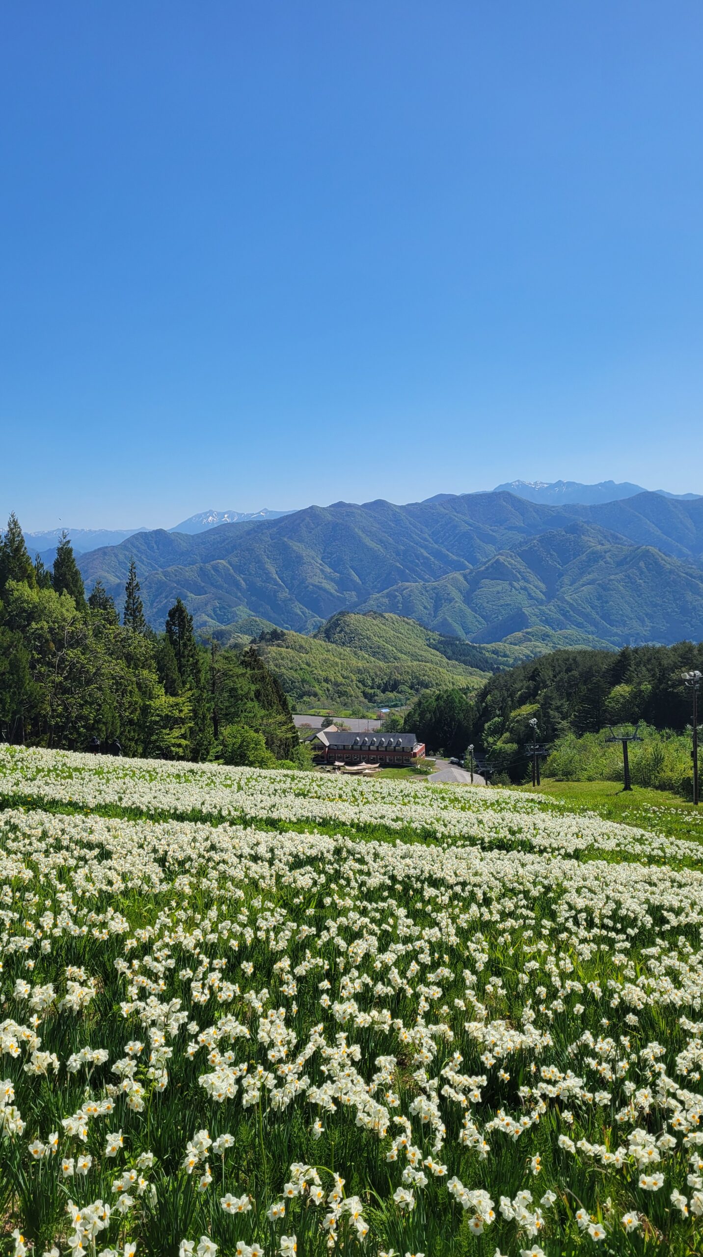 Daffodil field spreading on the slope of Norn Minakami Flower Garden and the building seen below.