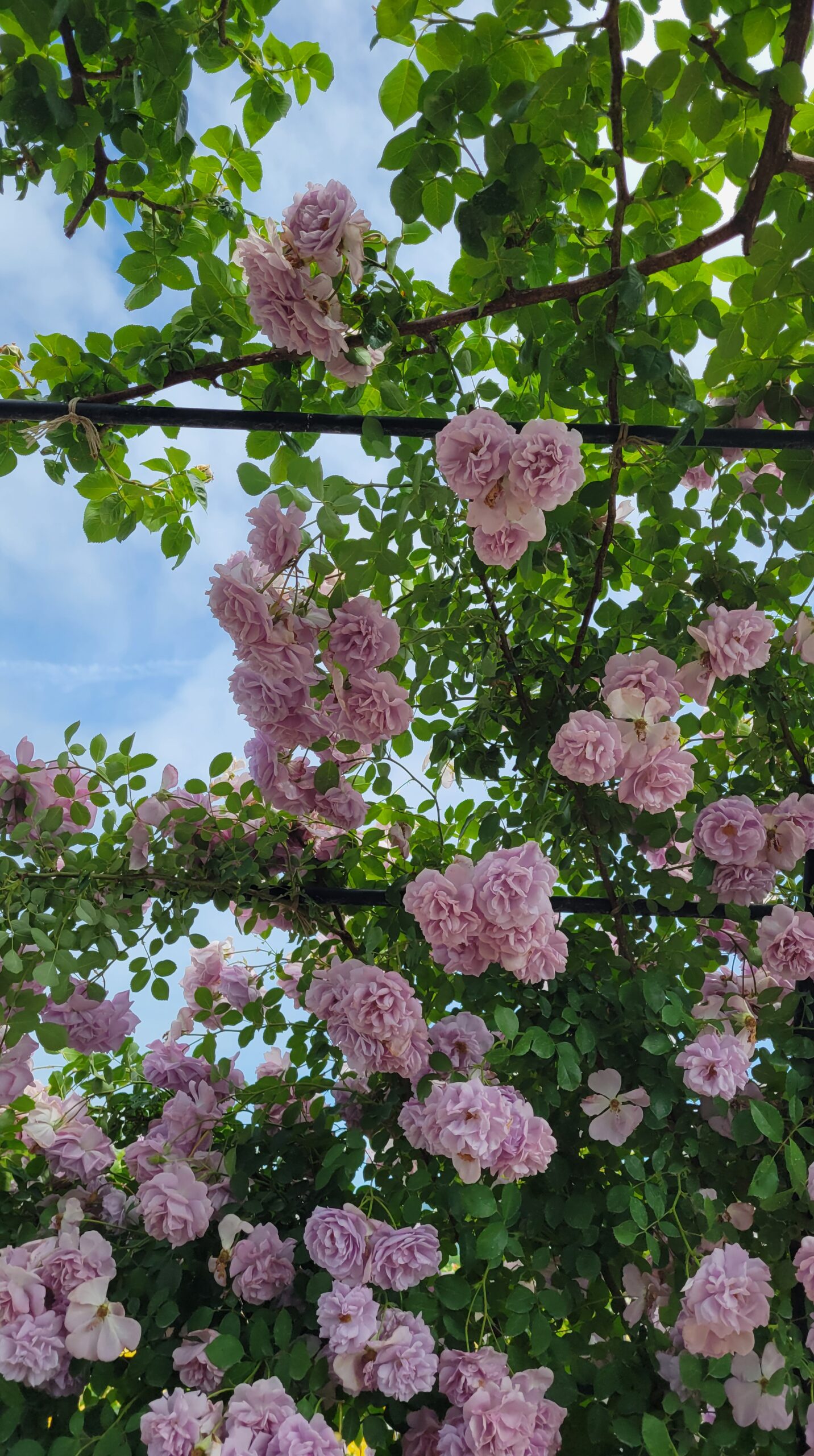 Blue sky and roses looking up from inside the rose arch at Ibaraki Flower Park