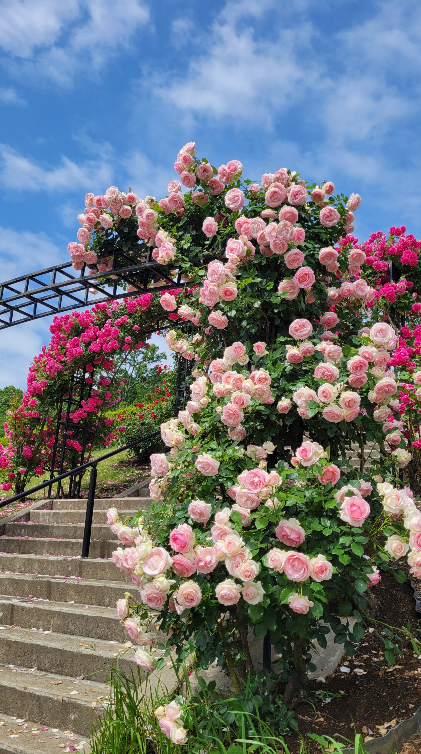 Oblique view of the rose arch leading to the stairs at Ibaraki Flower Park