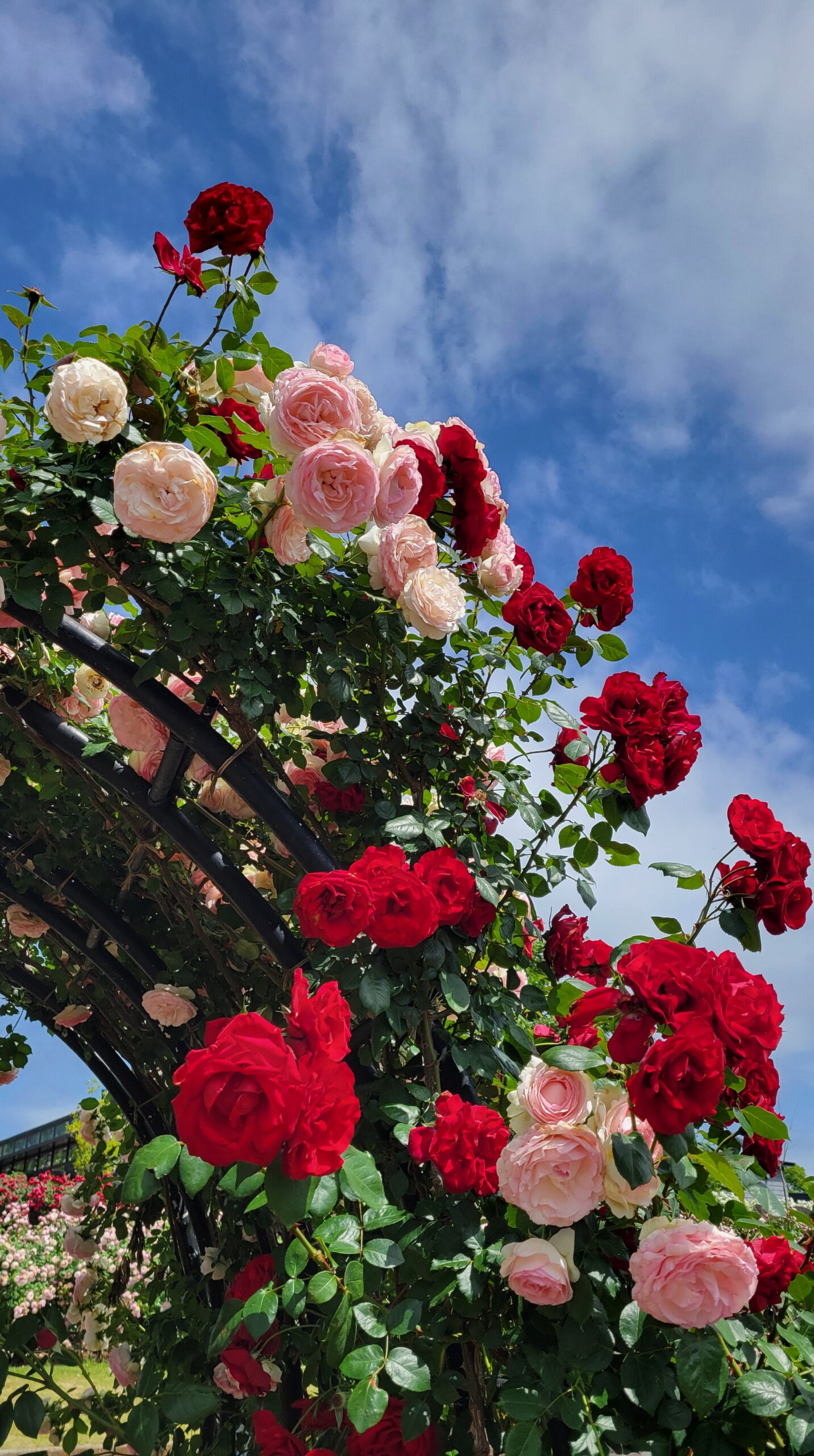 Rose arch on the stairs of Ibaraki Flower Park with red and pink roses and blue sky