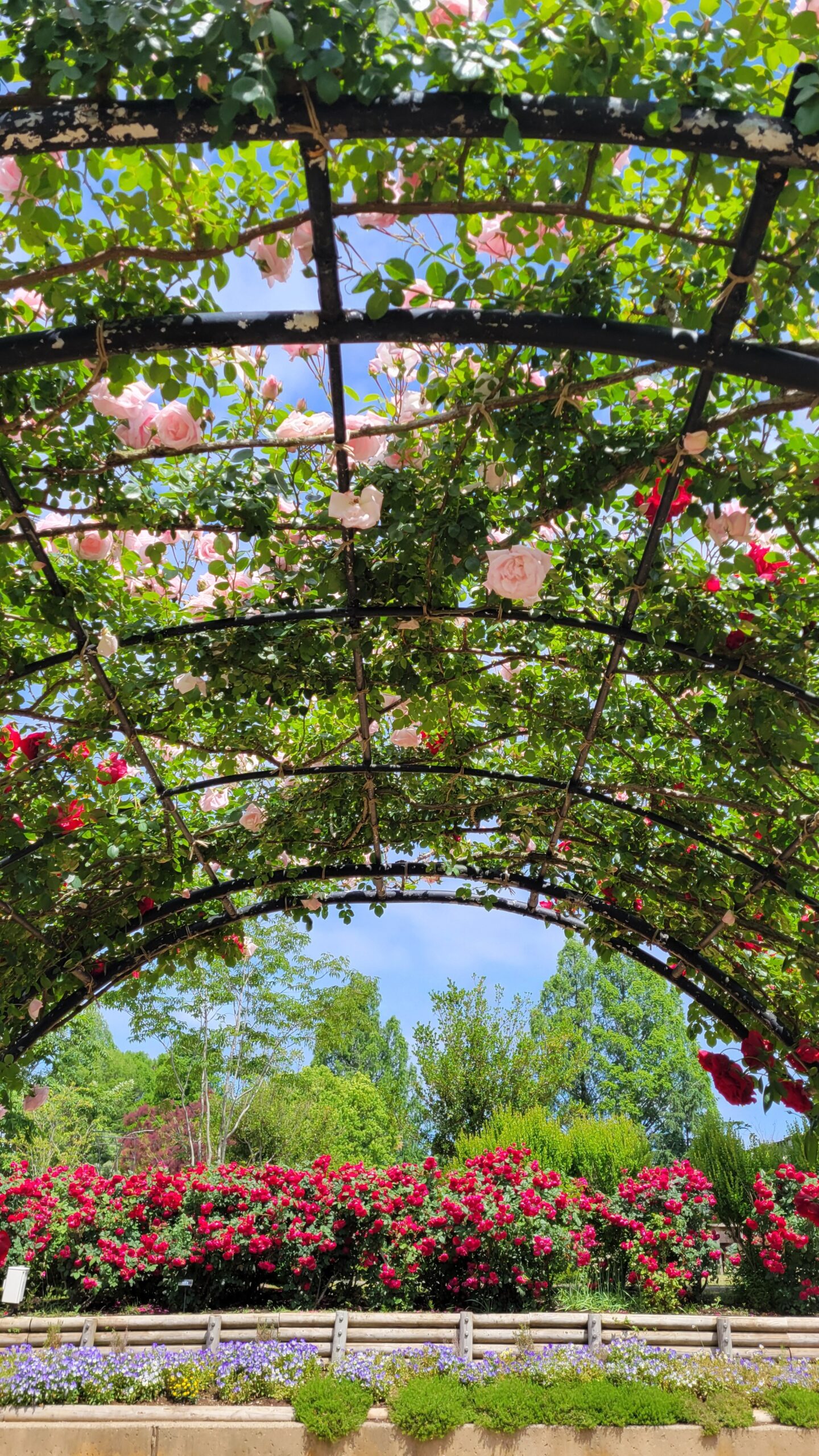 Roses looking up from inside the rose arch at Ibaraki Flower Park and red roses in the back