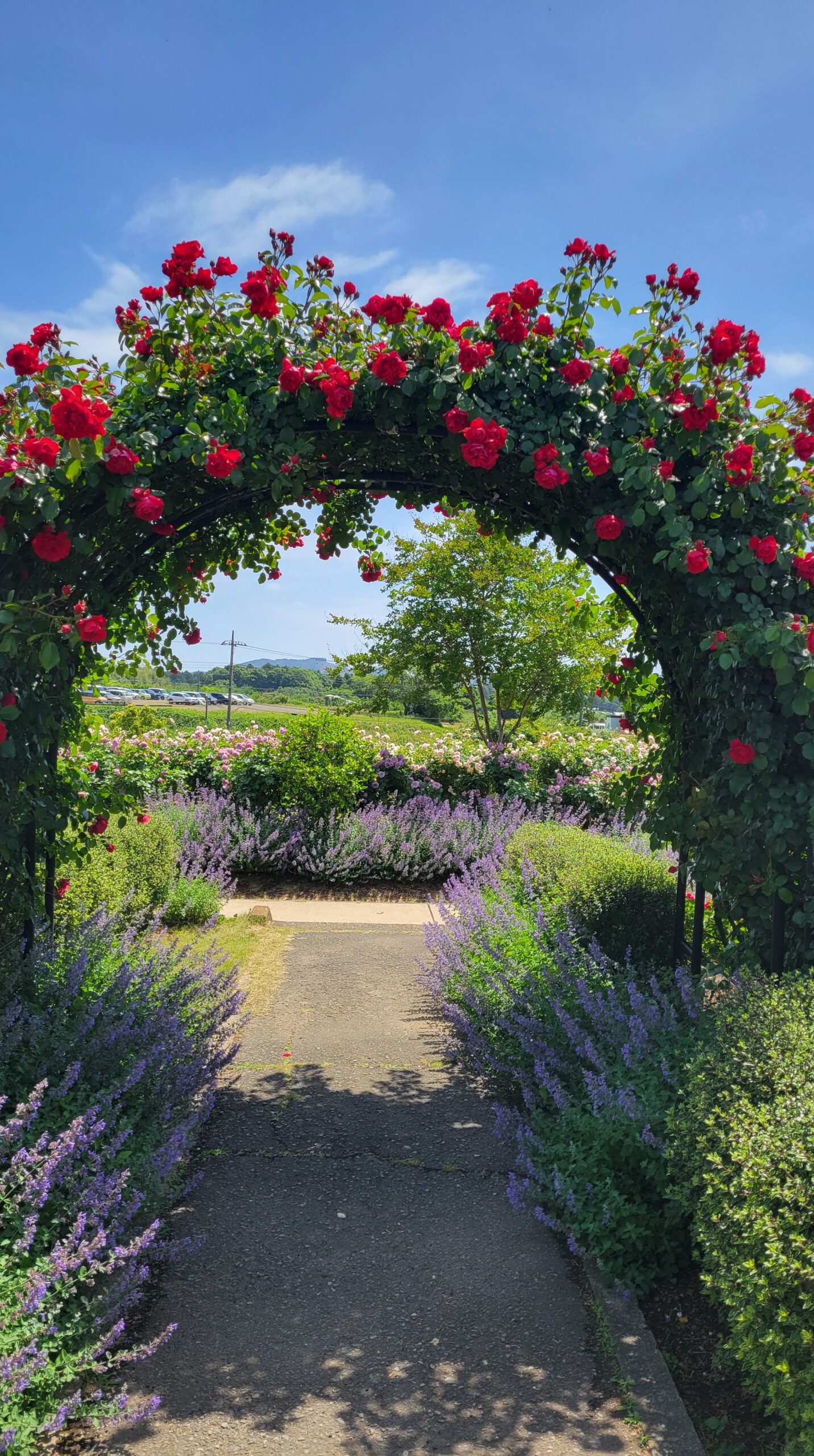 A front view of a small bright red rose arch at Ibaraki Flower Park