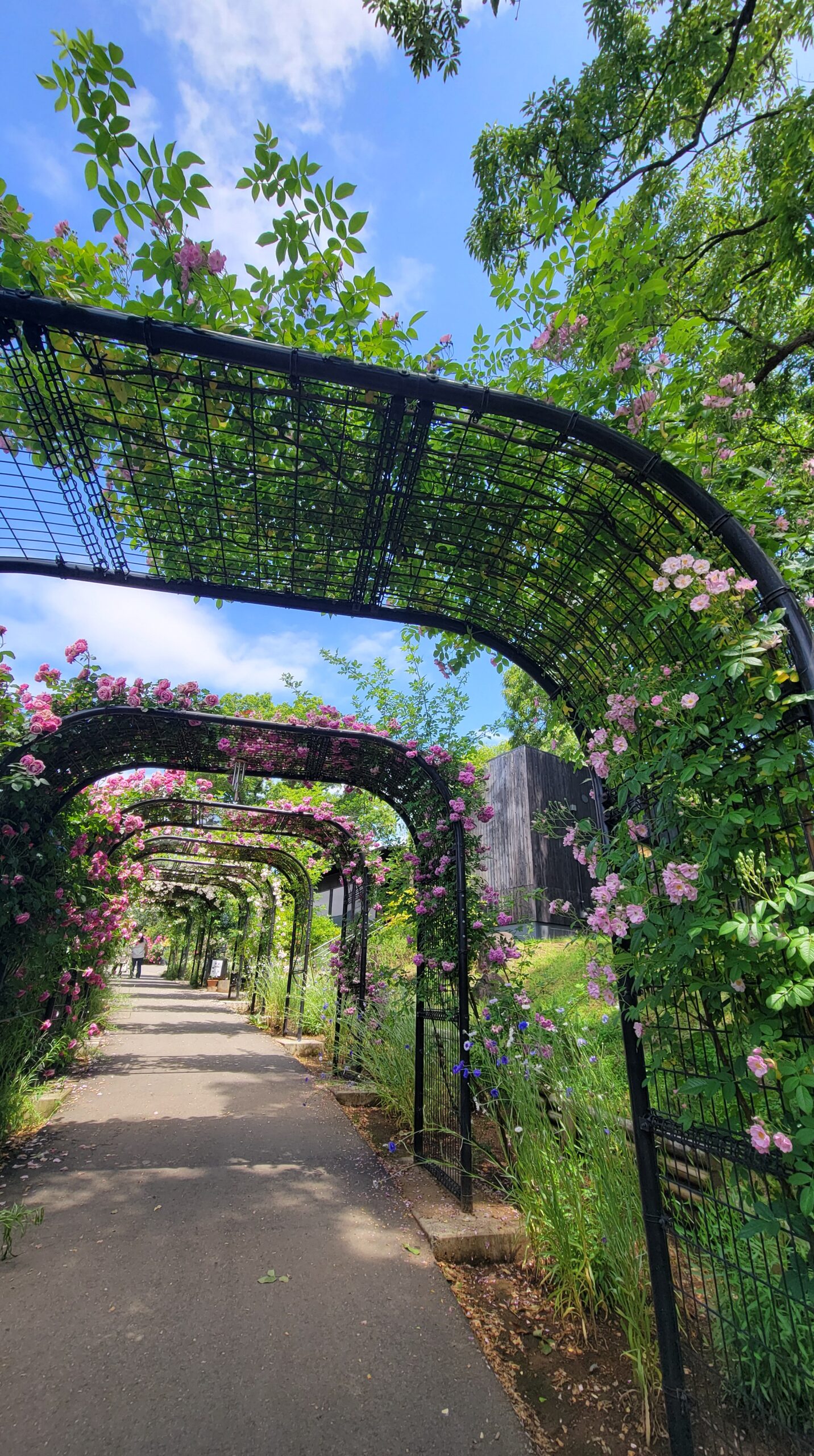 Wide-angle view of the blue sky and rose tunnel at Ibaraki Flower Park