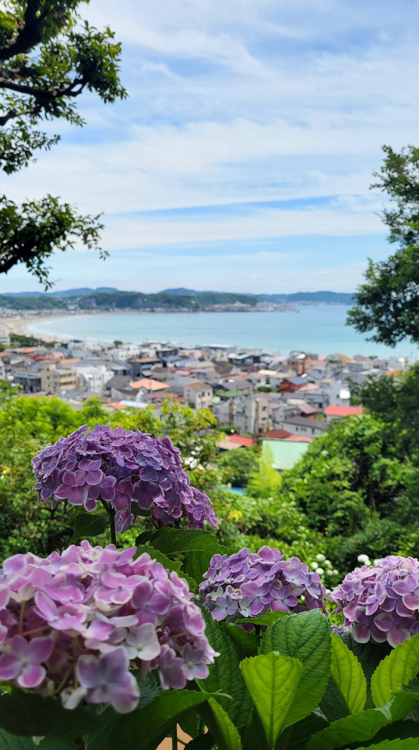 長谷寺の可愛い紫陽花と遠くに見える海