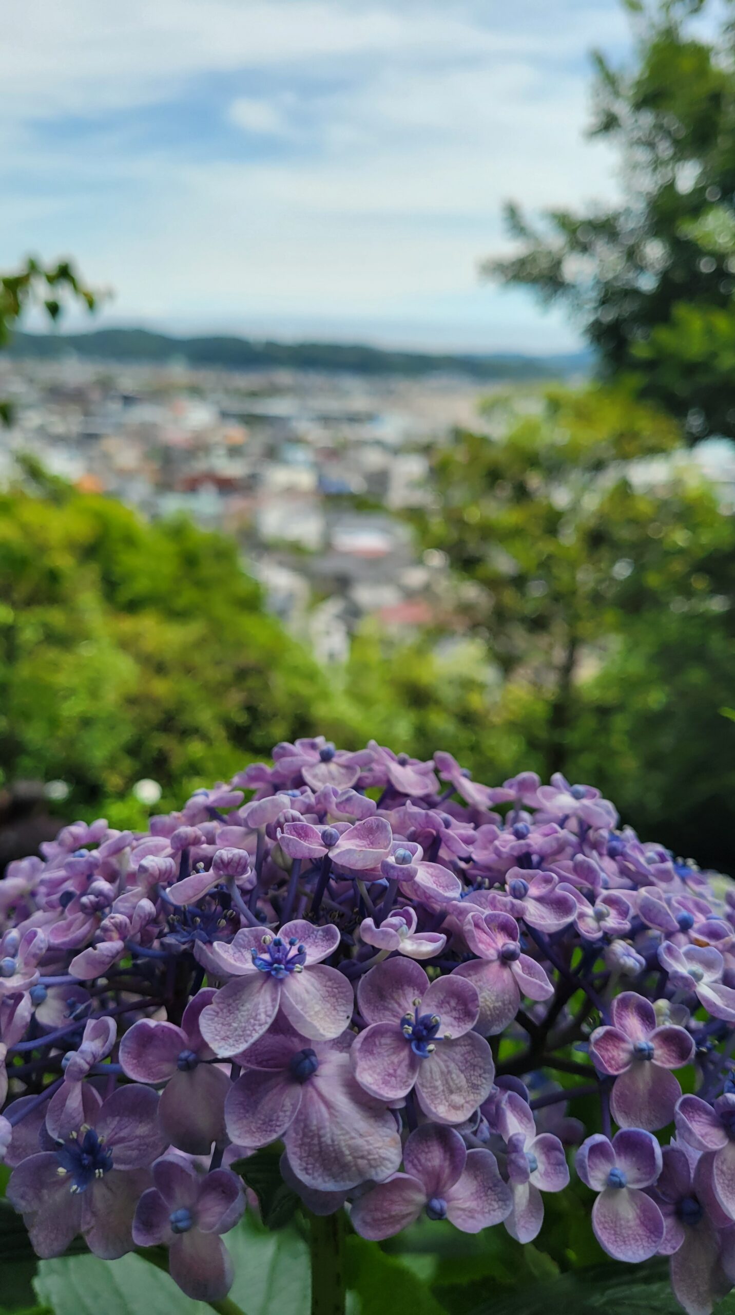 長谷寺の綺麗な紫陽花と遠くに広がる景色
