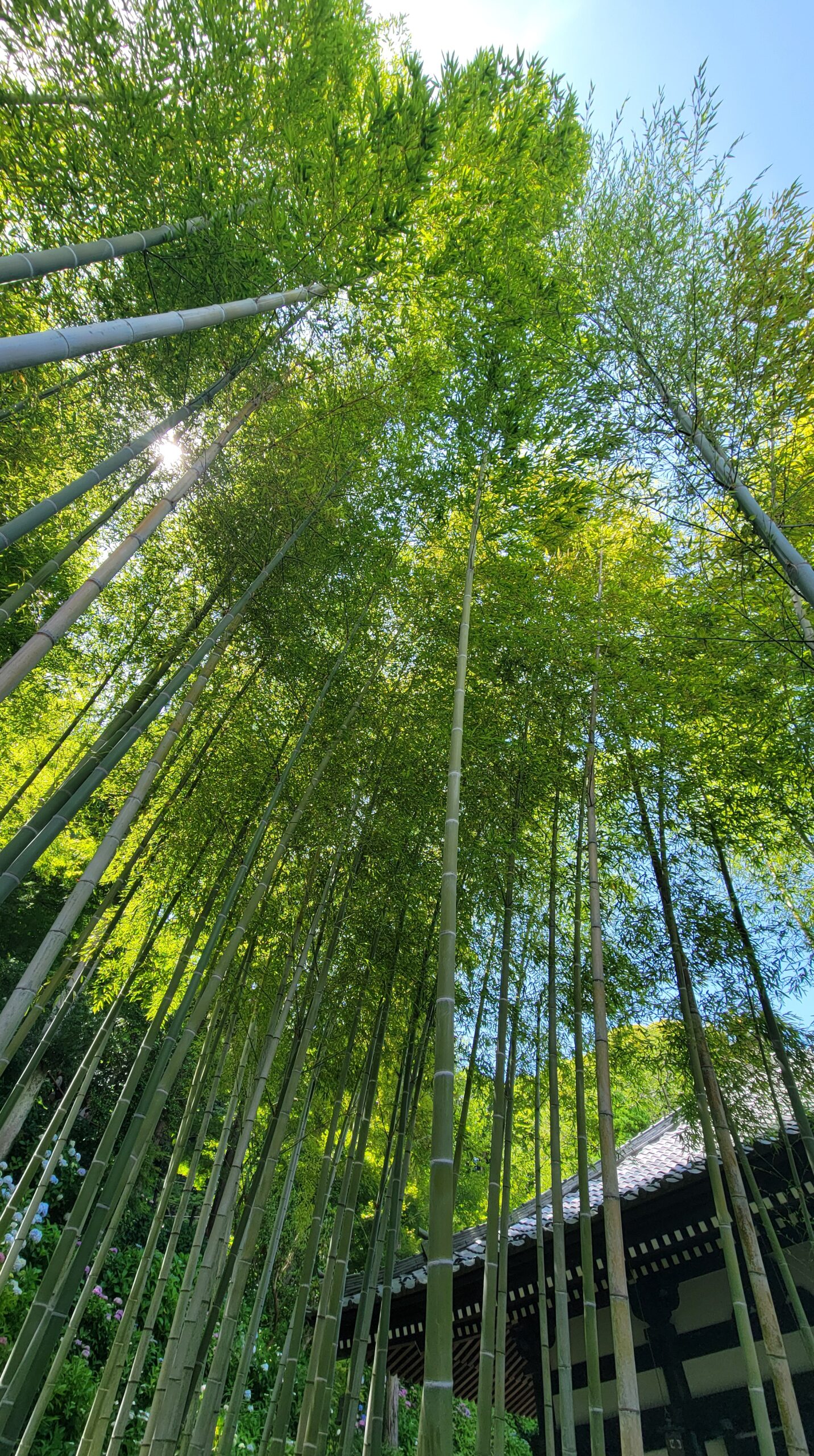 長谷寺のお堂前にある竹林を見上げる風景