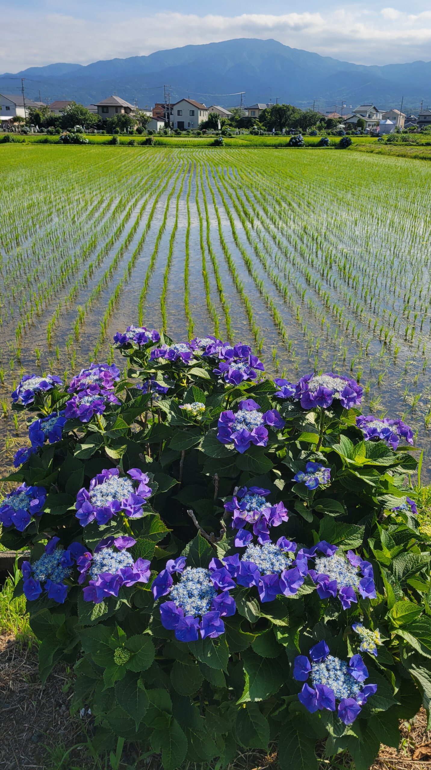 開成あじさいの里の紫陽花と田んぼや山々