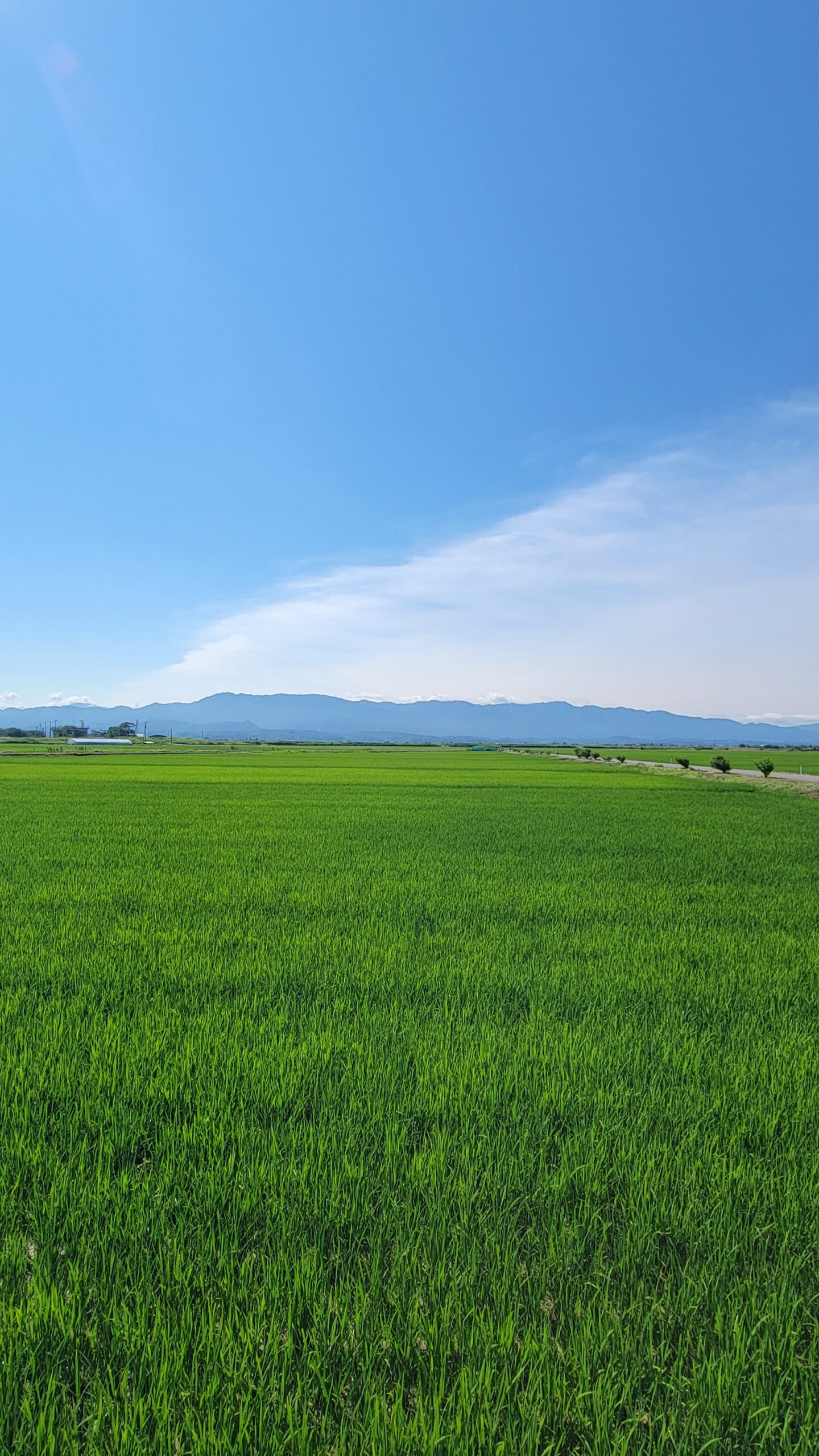 新潟県内で撮影した遠くまで見通せる広々とした田んぼの風景