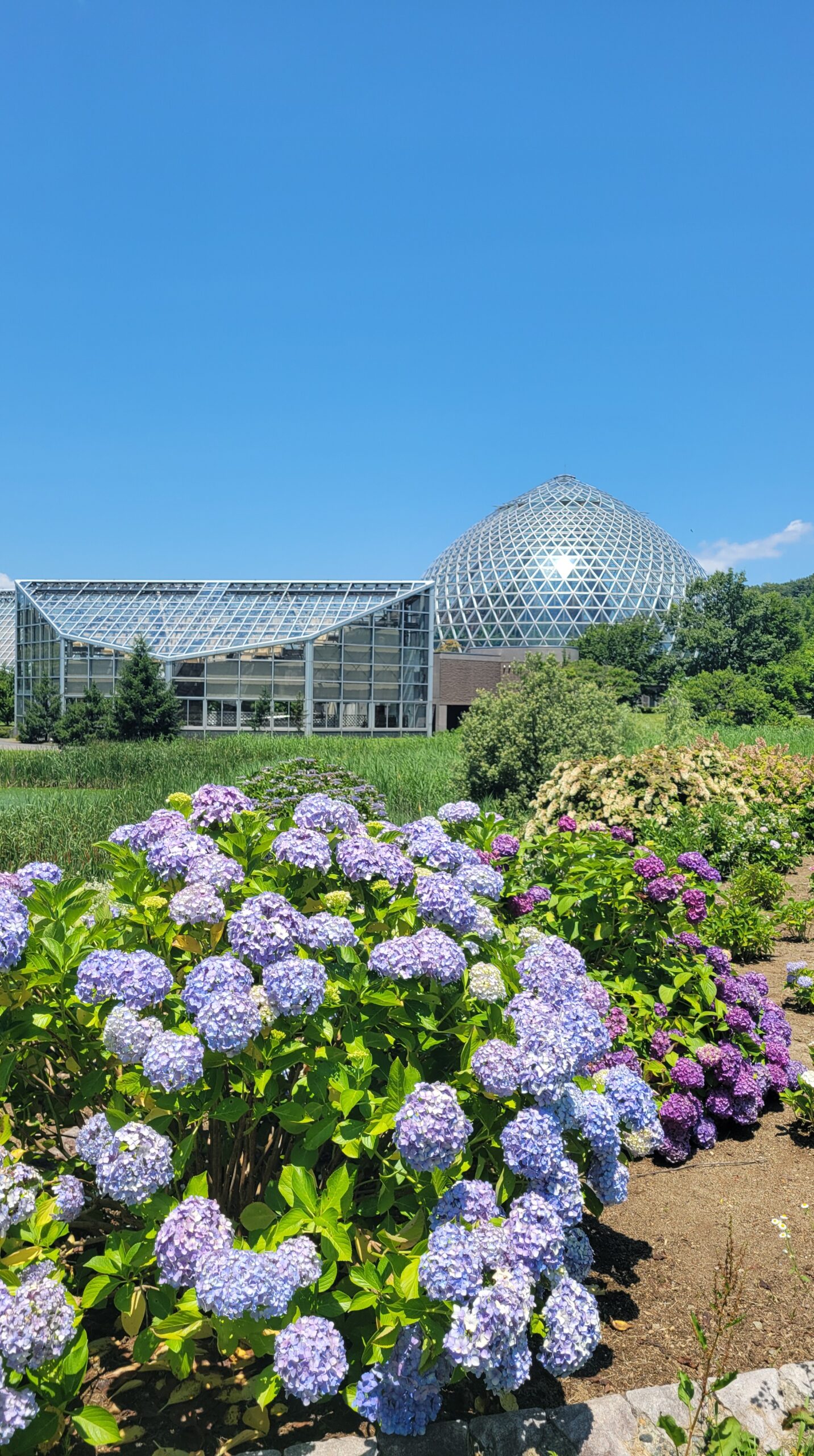 新潟県立植物園で撮影した紫陽花と温室ドームが重なる園内の風景