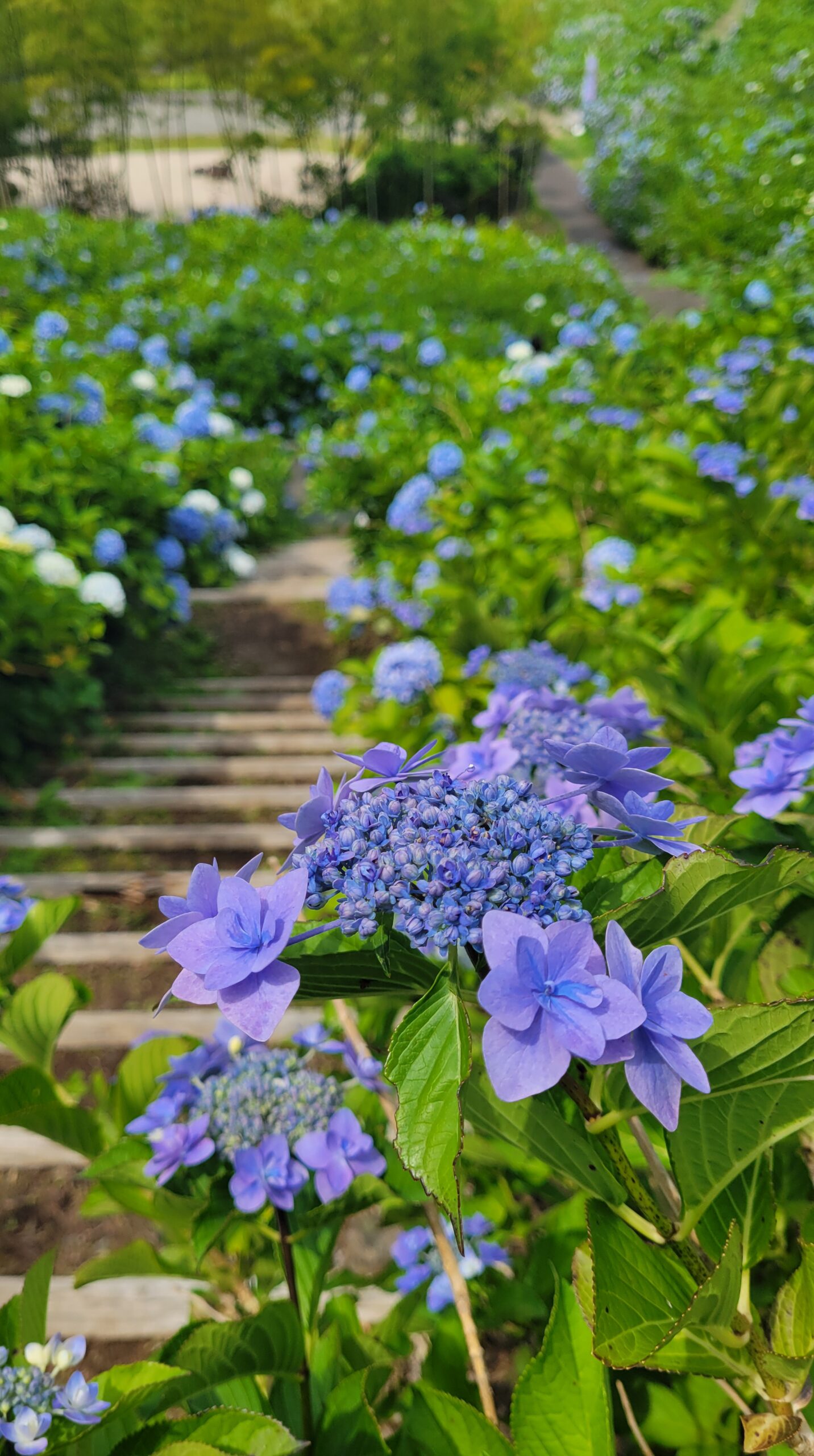 国営越後丘陵公園で手前の紫陽花をメインに撮影した紫陽花の階段と小路
