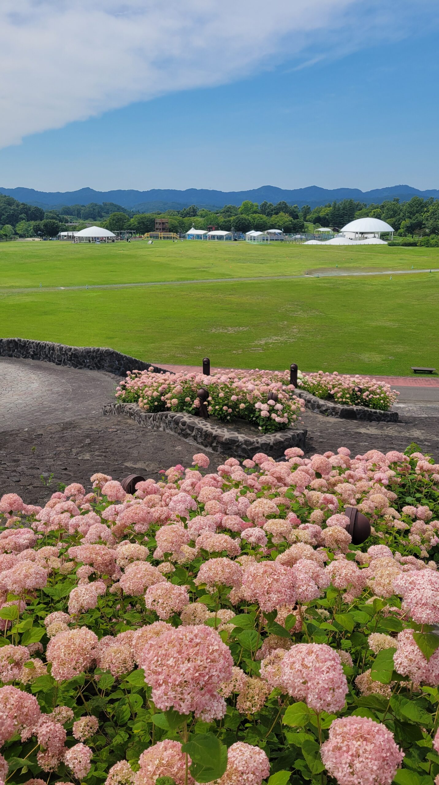 国営越後丘陵公園で丘の上から撮影したピンクの紫陽花と遠くの山々