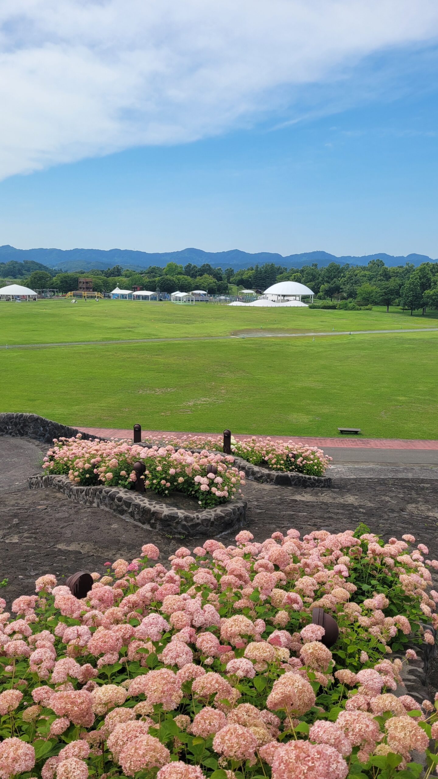 国営越後丘陵公園で広角モードを使い丘の上から撮影したピンクの紫陽花と山々