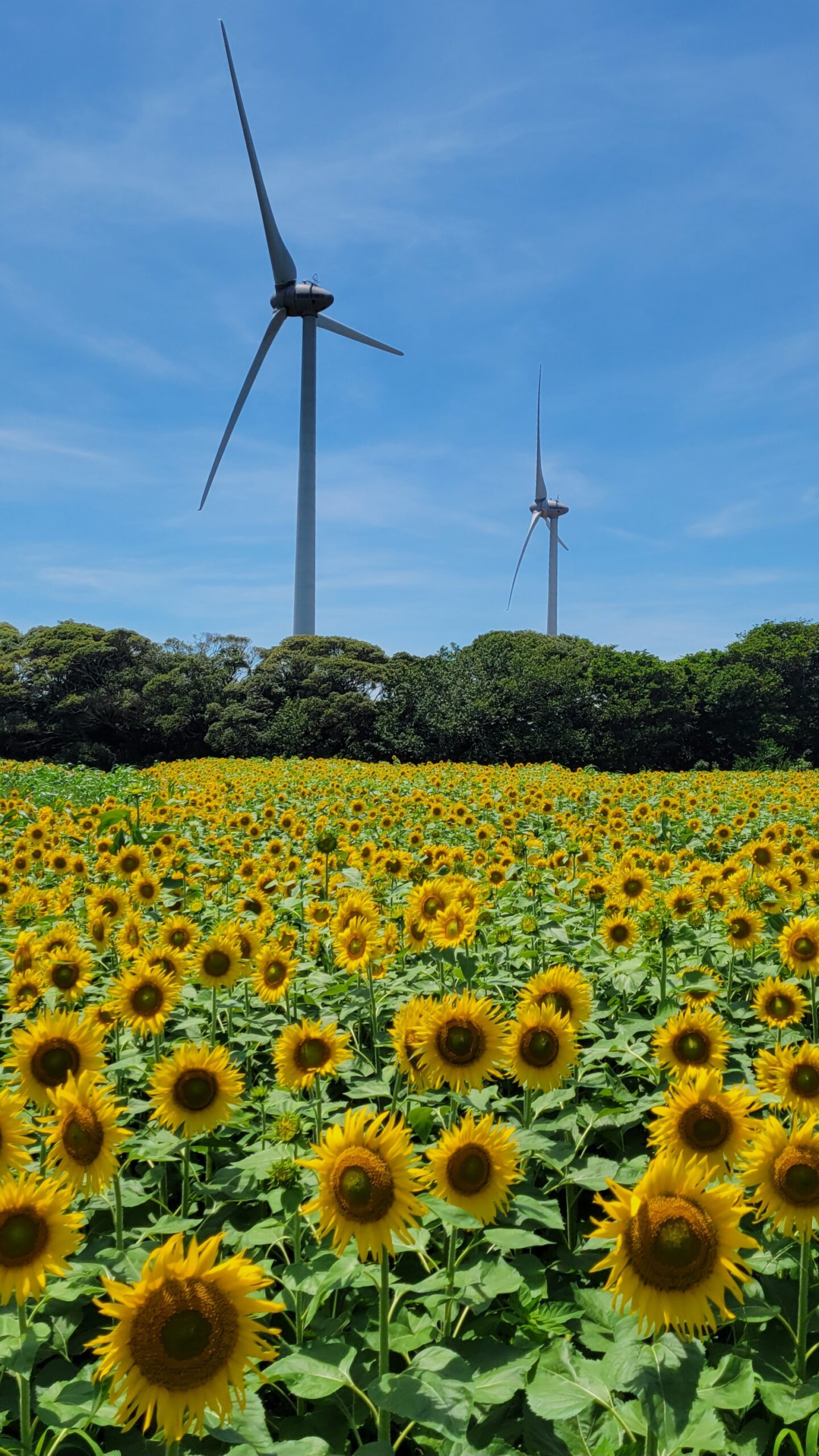 銚子のひまわり畑(風力発電前)に広がる黄色いひまわり畑と大きな風力発電機