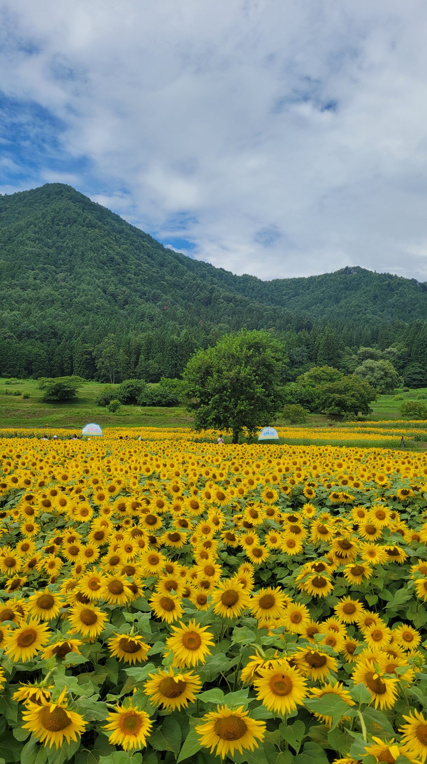 国営アルプスあづみの公園のひまわり畑と背景に広がる山々を撮影した安曇野の夏景色