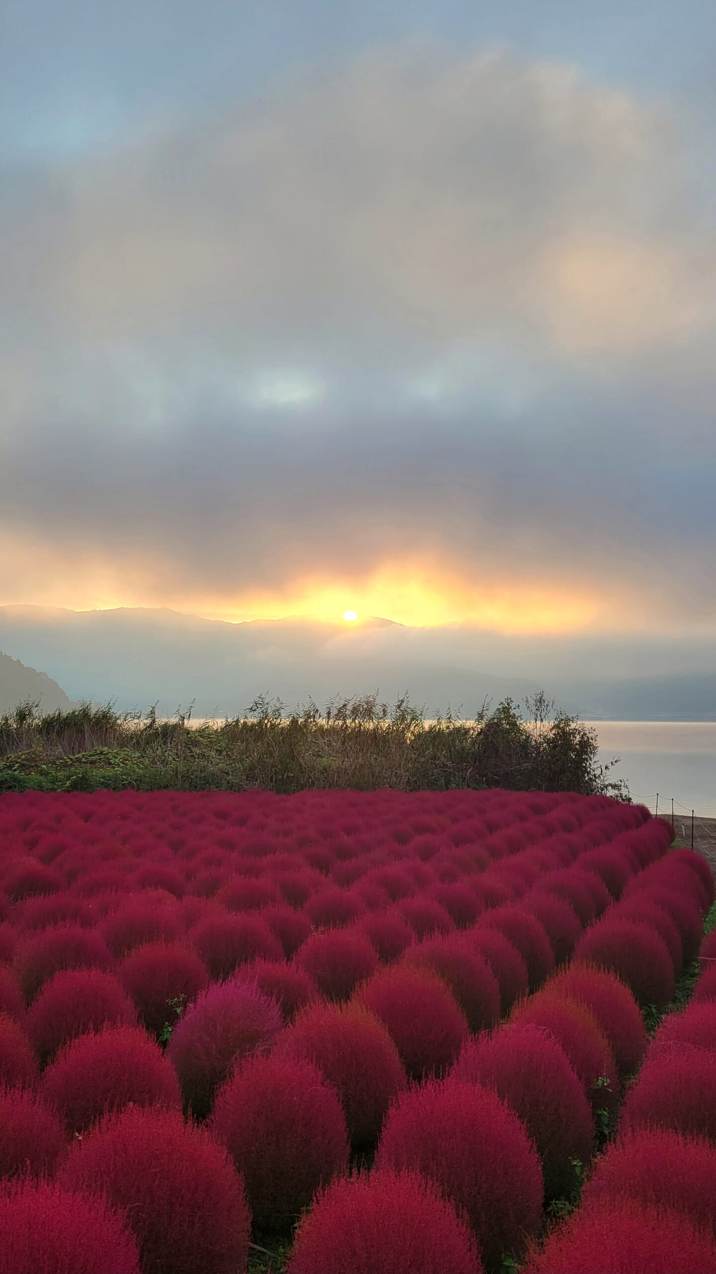 A scene at Oishi Park in the early morning: the sky bathed in the glow of dawn as the sun rises, and the red kochia leaves