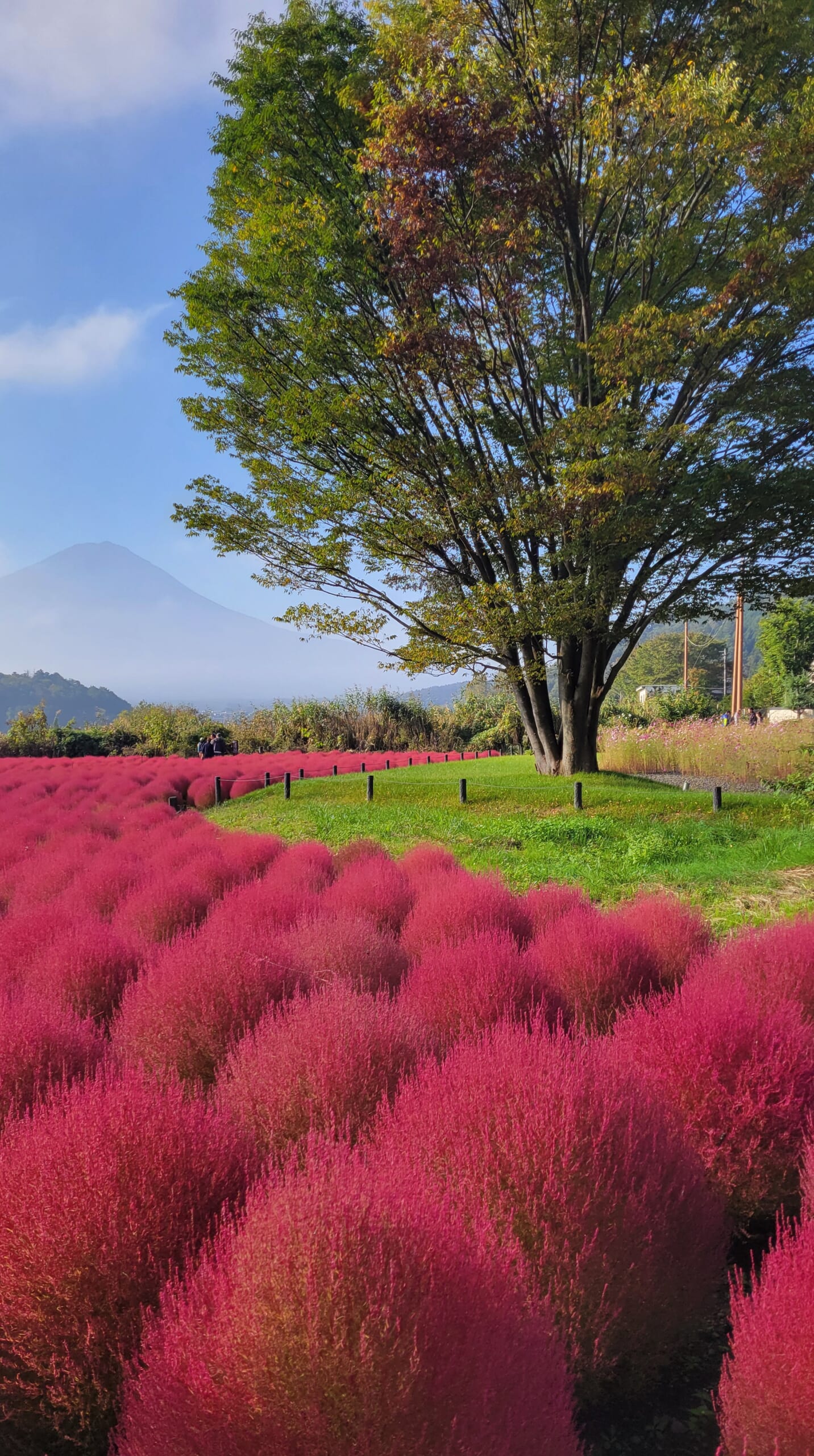 The autumn scenery at Oishi Park, featuring red kochia, a landscape of gentle curves, and a combination of trees and Mount Fuji