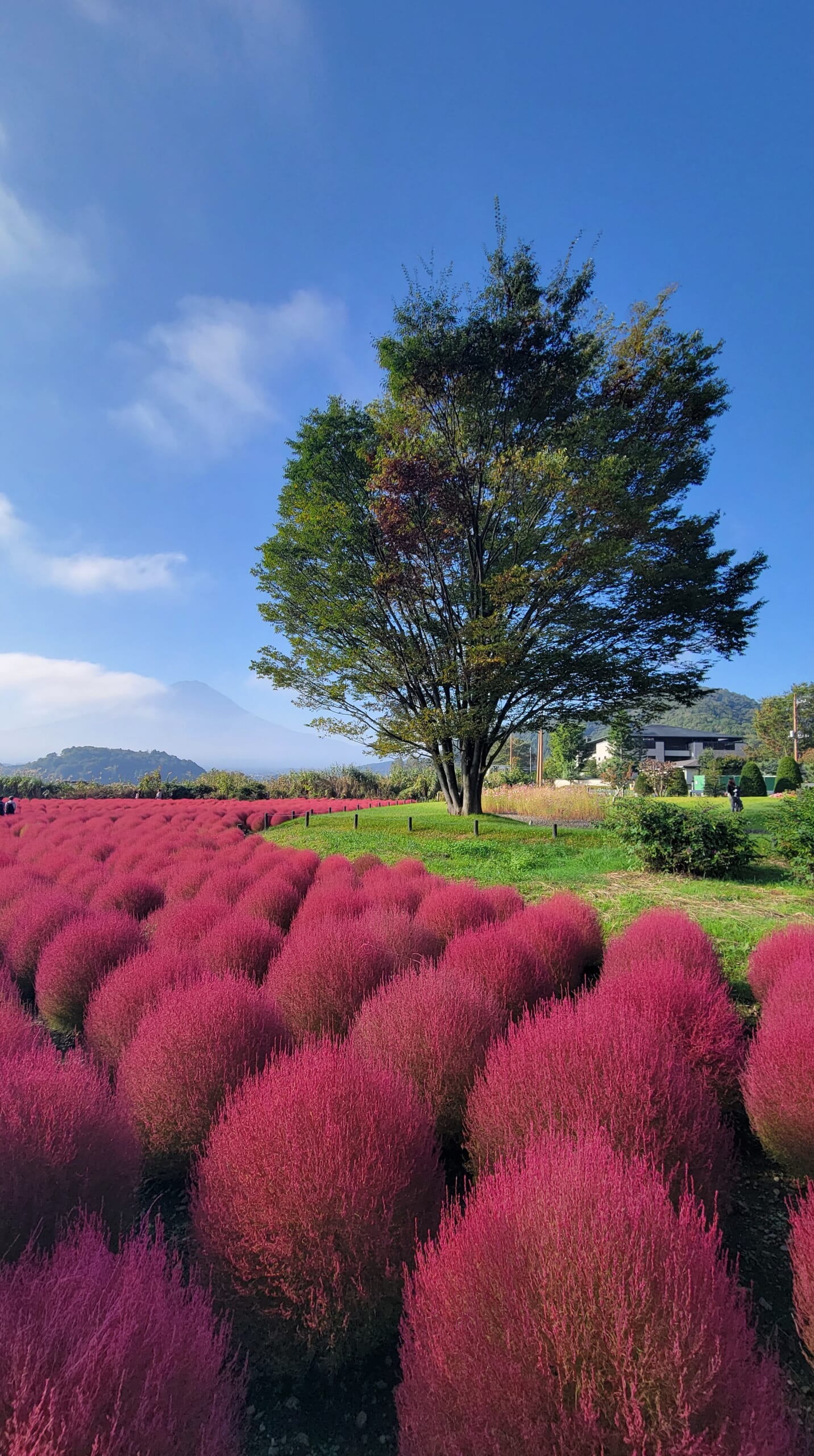 The vibrant red kochia foliage and the majestic Mount Fuji, captured dynamically using wide-angle mode at Oishi Park