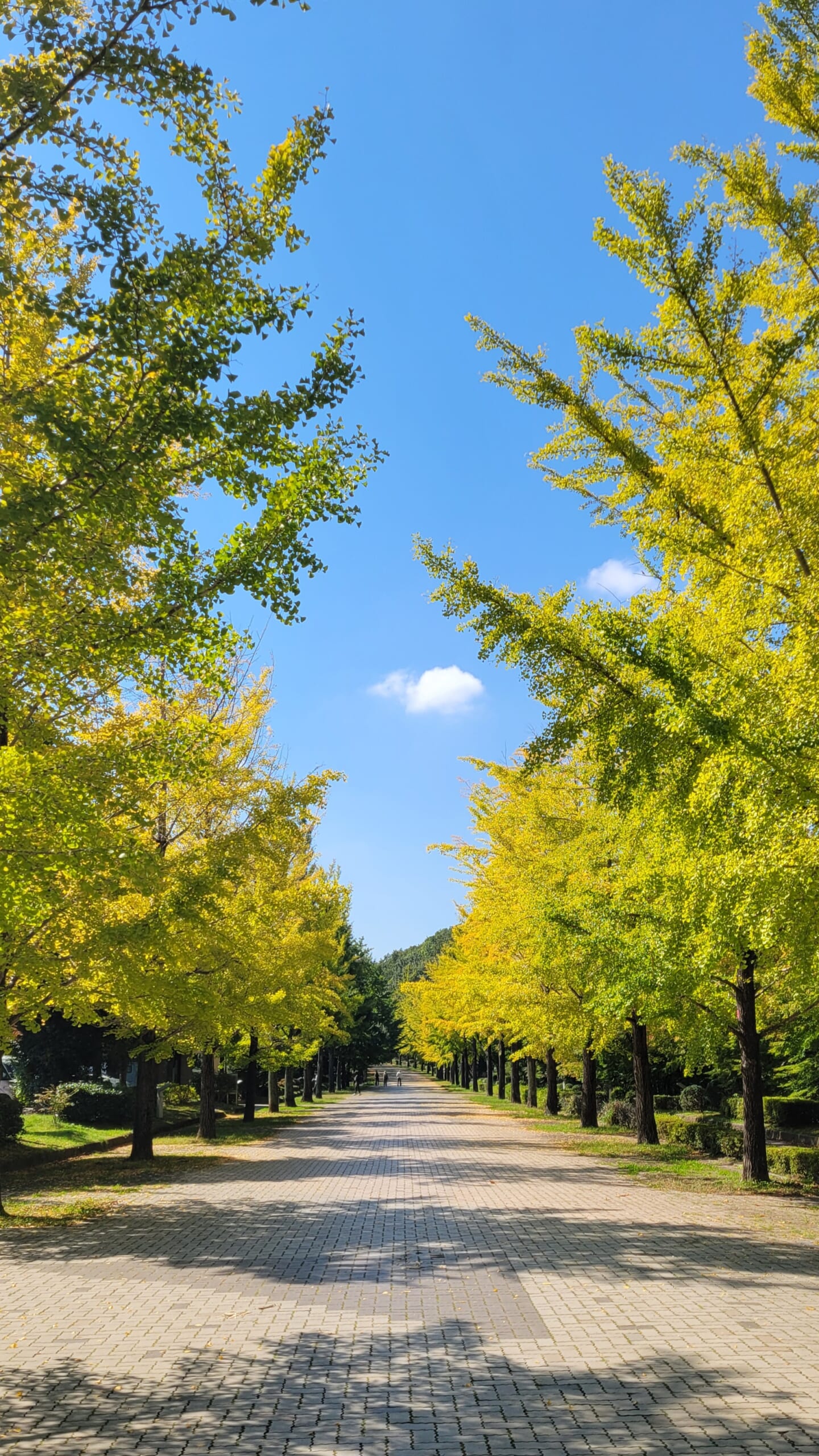 秩父ミューズパークの遠くまで続くイチョウ並木と黄色く色づいた秋の紅葉風景