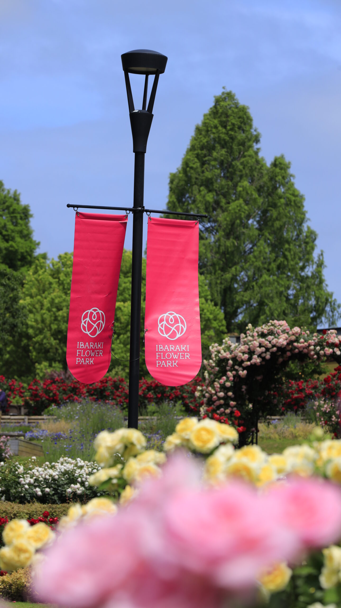 Flower Park flag seen over roses at Ibaraki Flower Park