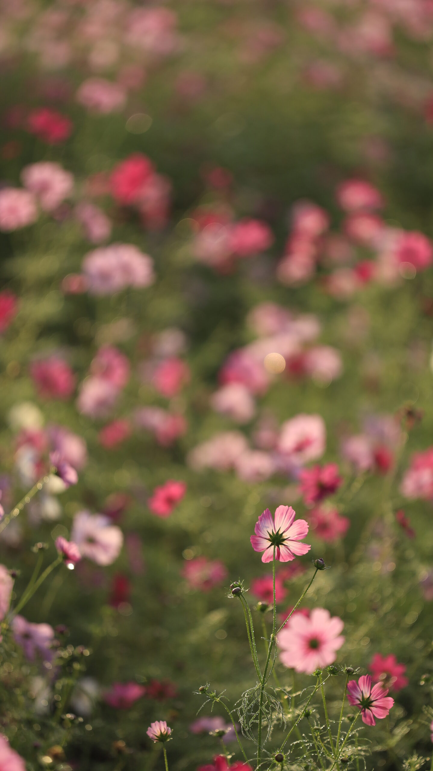 神川ゆ~ゆ~ランドのコスモス畑で、一凛の花が朝の風に揺れる瞬間を背面から撮影。透明感ある秋の空気を感じる一枚。