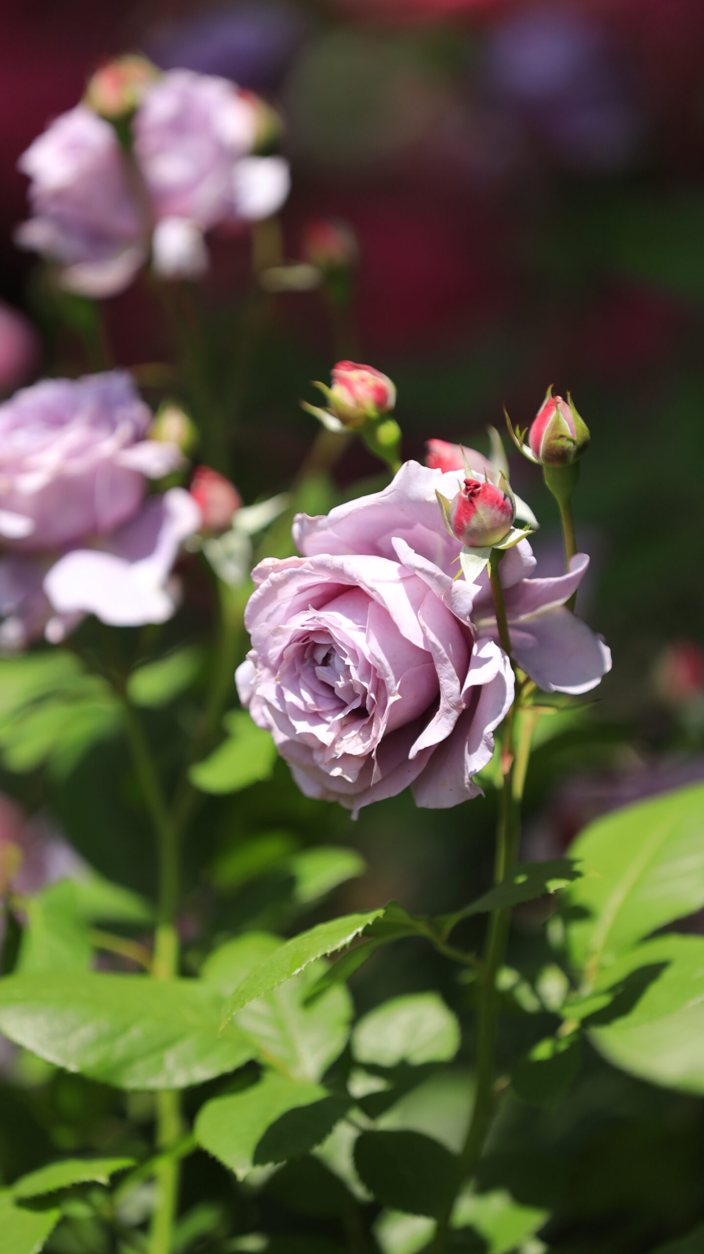 A close-up flower photo of a beautiful rose in the shape of Ibaraki Flower Park, taken from an angle.