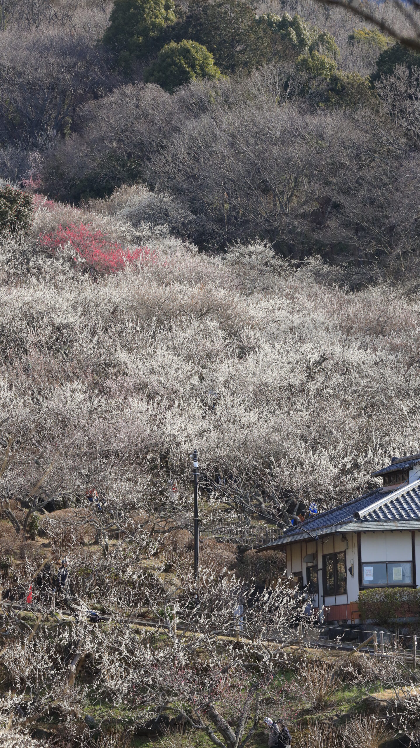 筑波山梅林で建物とその上に広がる白い梅の林を写した、梅林の広がりと場所の雰囲気が伝わる景色