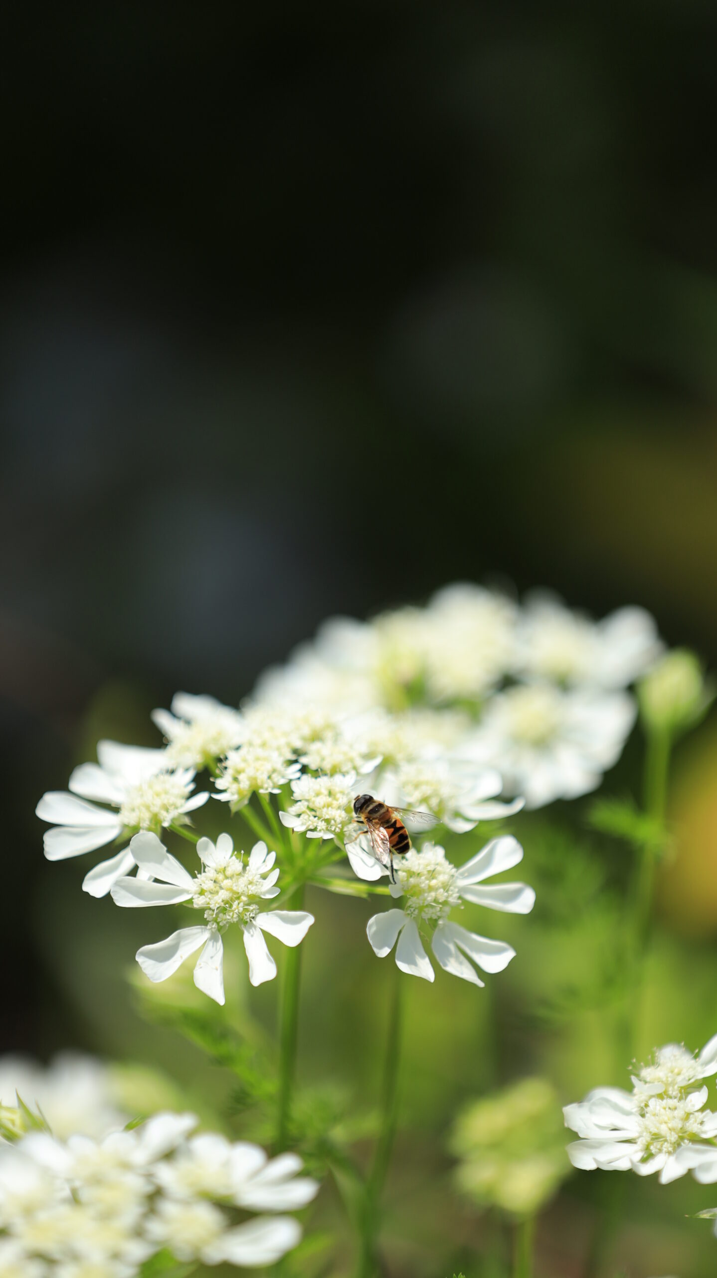 A bee perches on an Orlea flower in Ibaraki Flower Park, a naturalistic scene