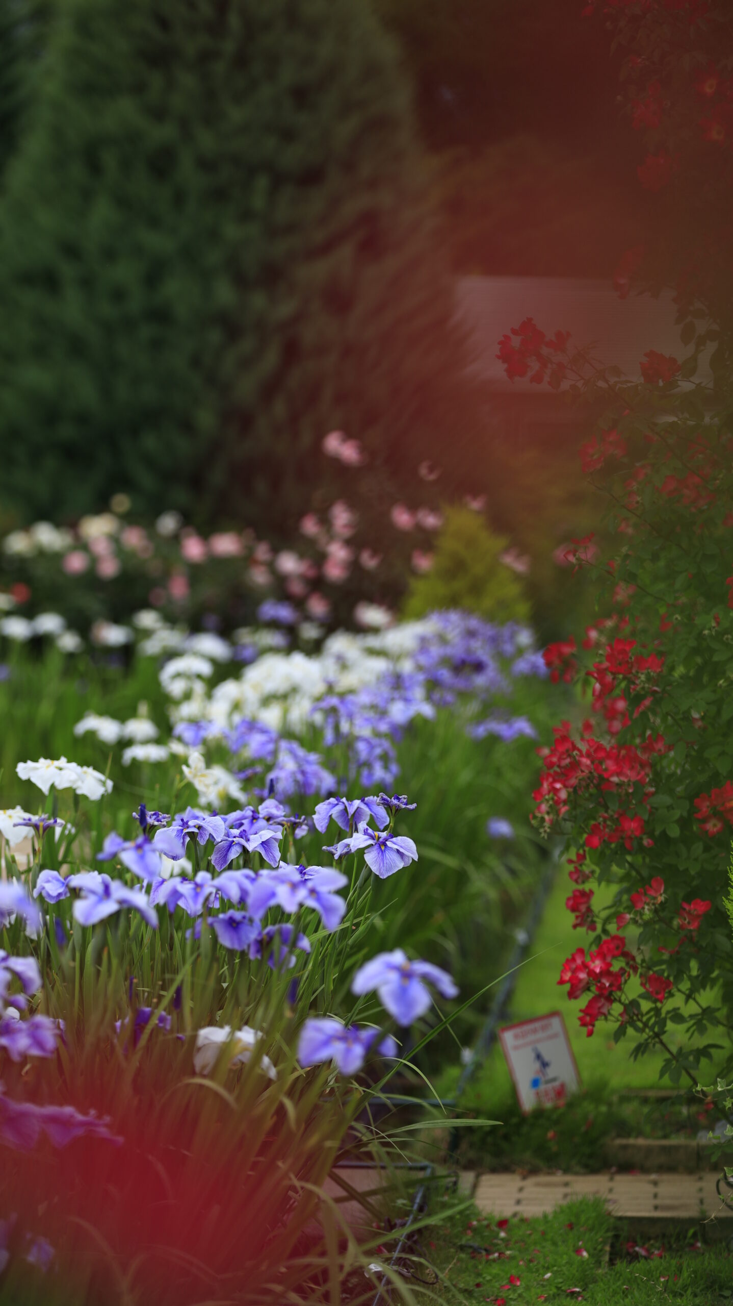 あしかがフラワーパークで赤い花の間から花菖蒲畑をのぞくように撮影した風景