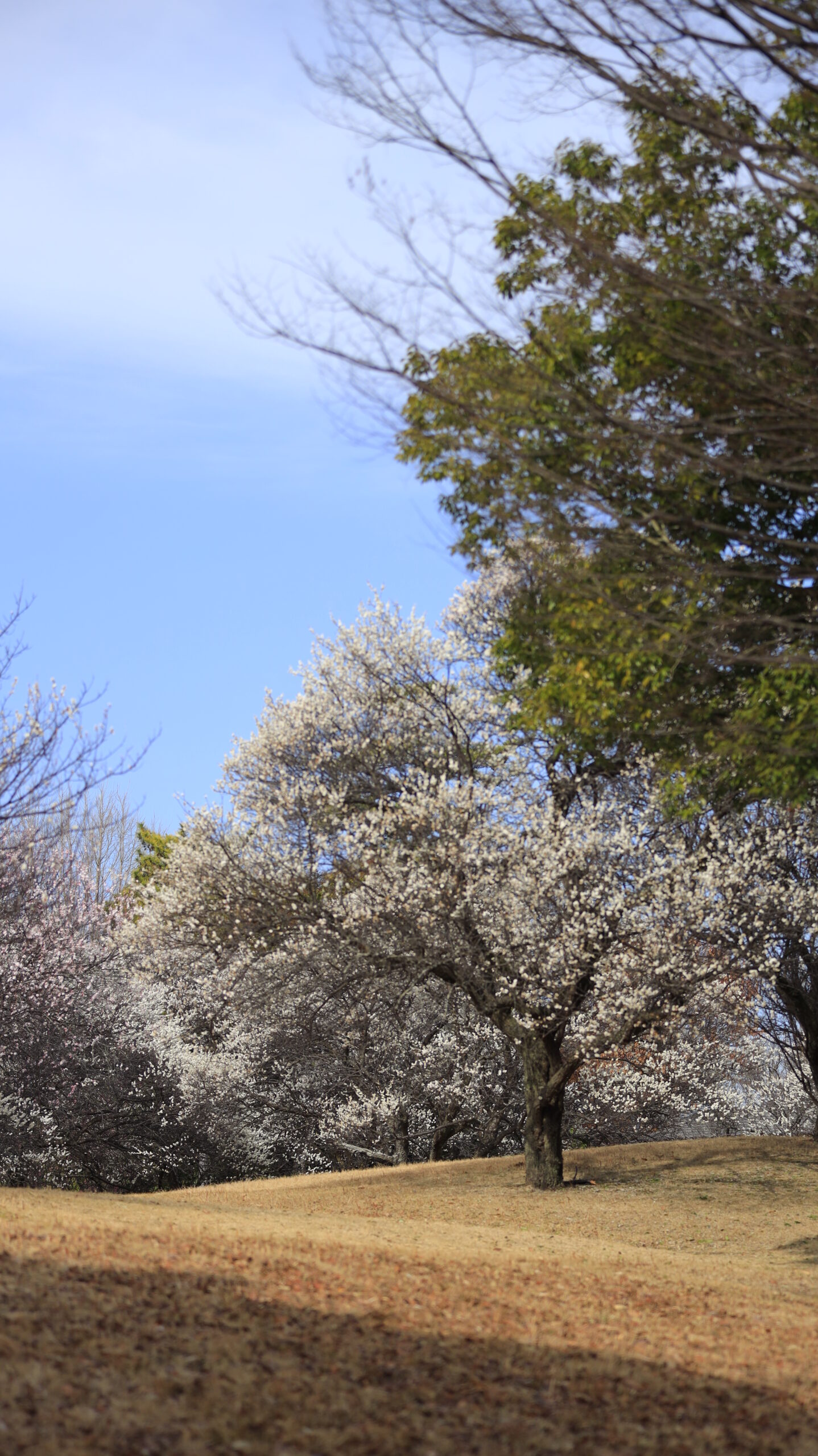 梅園公園で少し離れた場所から撮影した、枝ぶりと全体の形が美しい梅の木の風景