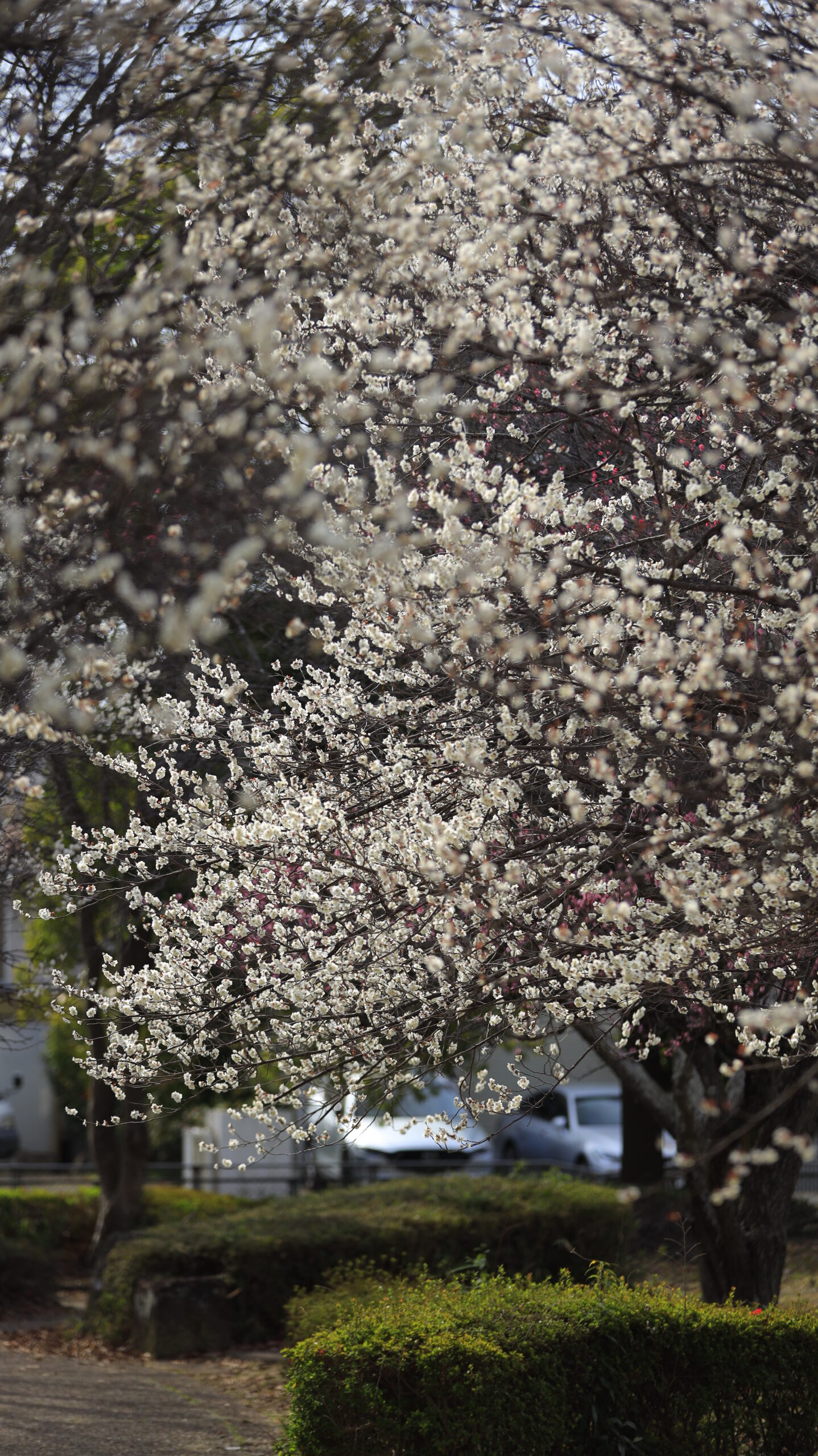 梅園公園で横から撮影した、枝に連なる白い梅の花が密集して咲く様子が分かる景色