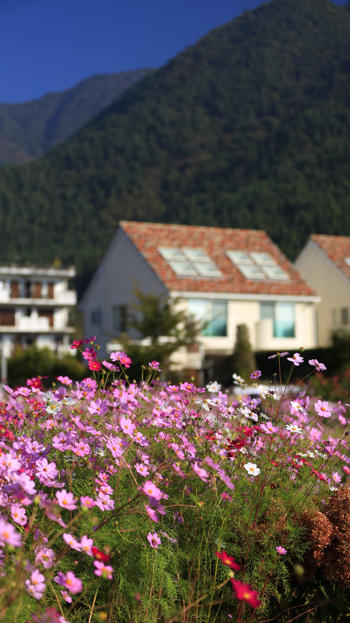 Autumn cosmos in full bloom at Oishi Park, with a distinctive-shaped house visible in the background