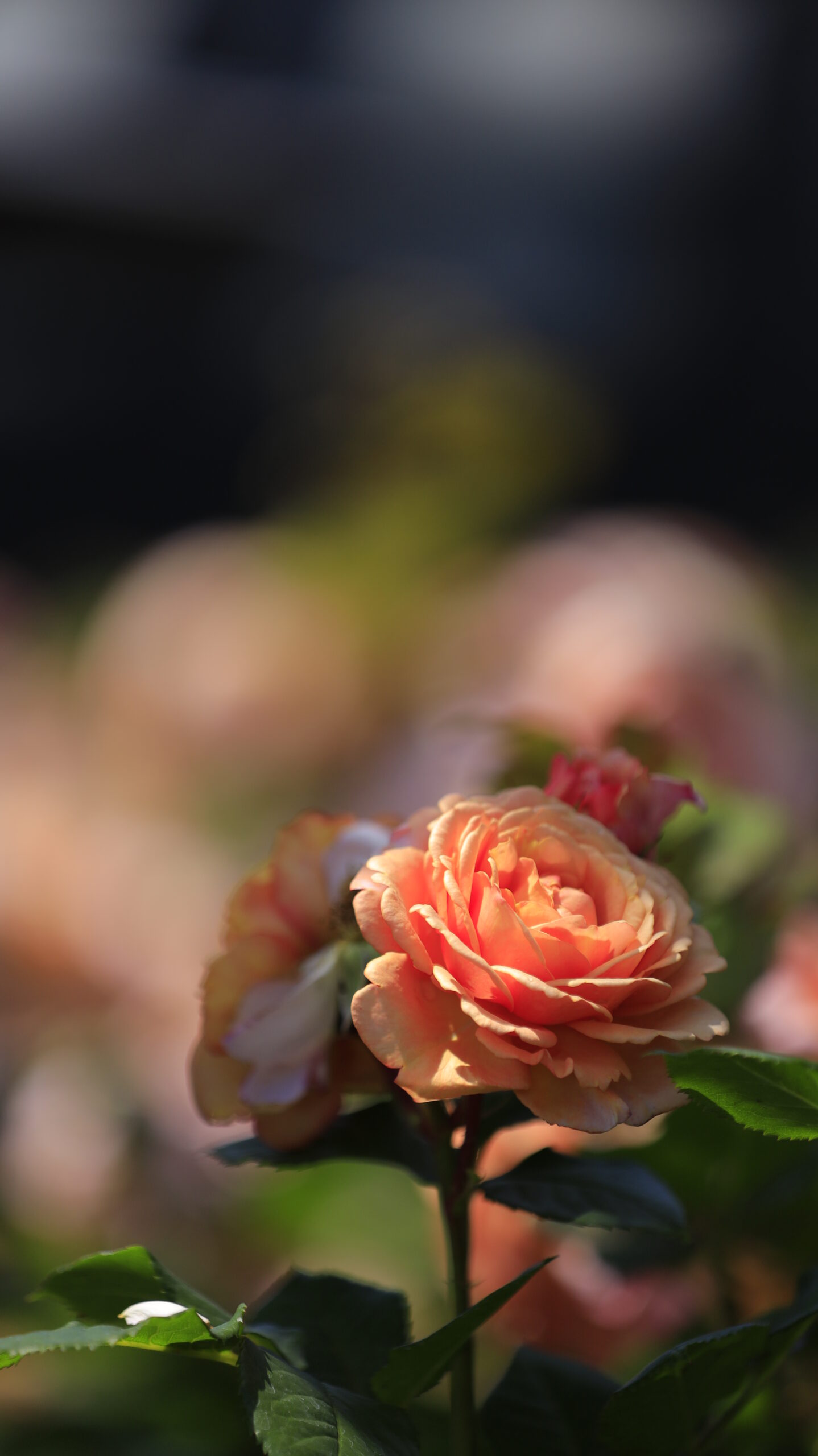 Beautiful flower photo of light and shadow reflected on orange roses at Ibaraki Flower Park